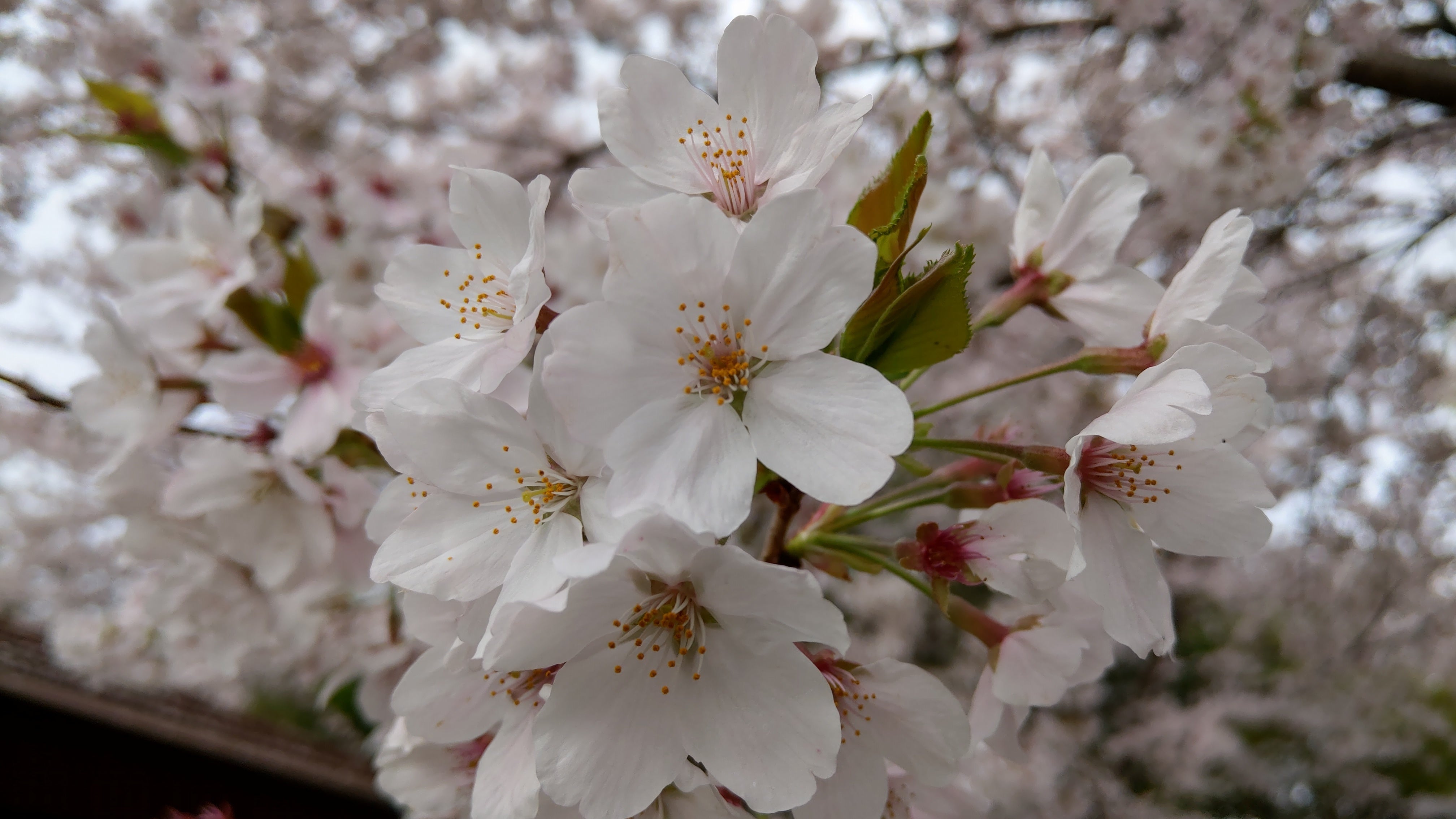 桜梅桃李 おうばいとうり のにゃん生を Campfire キャンプファイヤー