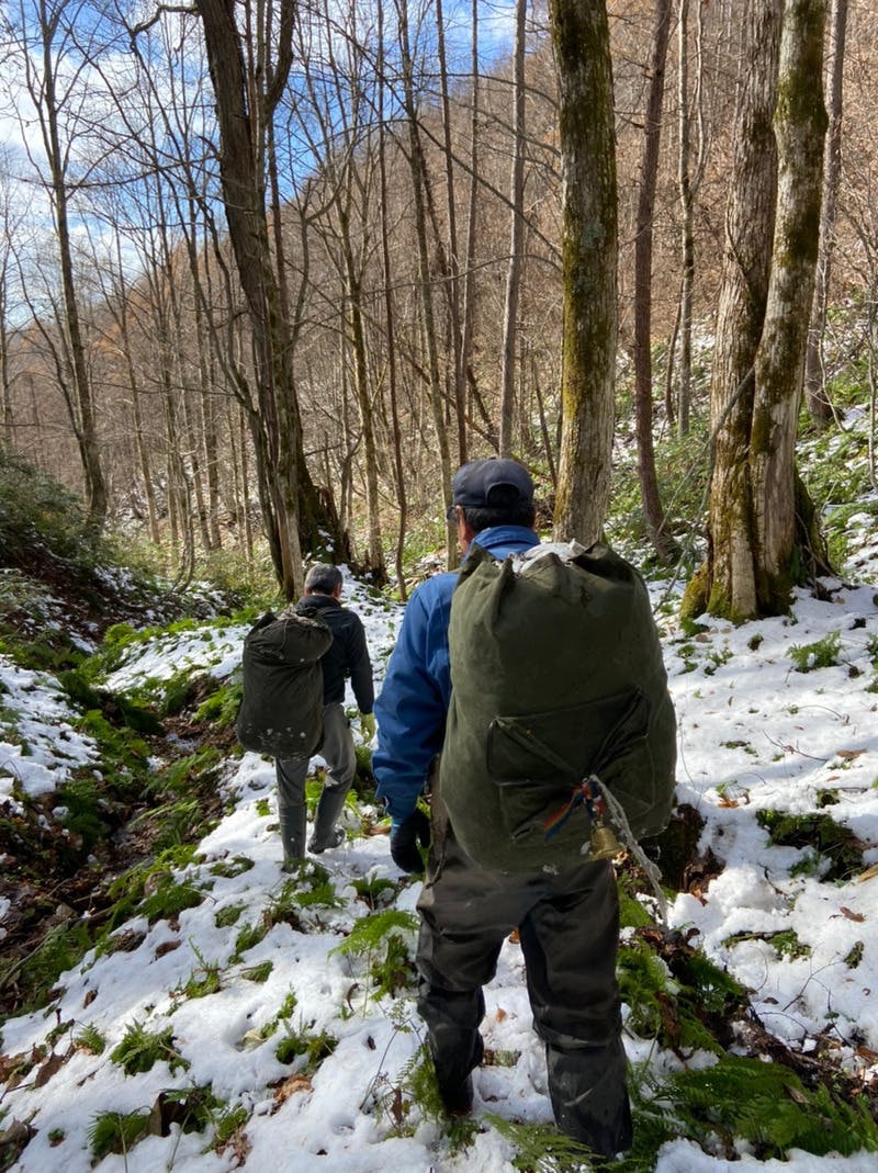 秘密の山に生えている「行者ニンニク」採りにいく？ 企画やります