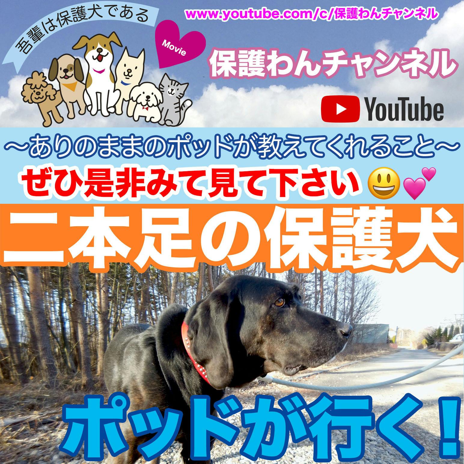 啓発ポスターとも連動する映画 吾輩は保護犬である の新しい告知動画を公開しました Campfire キャンプファイヤー