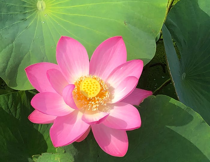 目標額を達成しました 皆様の熱いご支援 ありがとうございます Campfire キャンプファイヤー