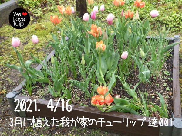 3月に植えつけても、しっかり咲いてくれるチューリップ達