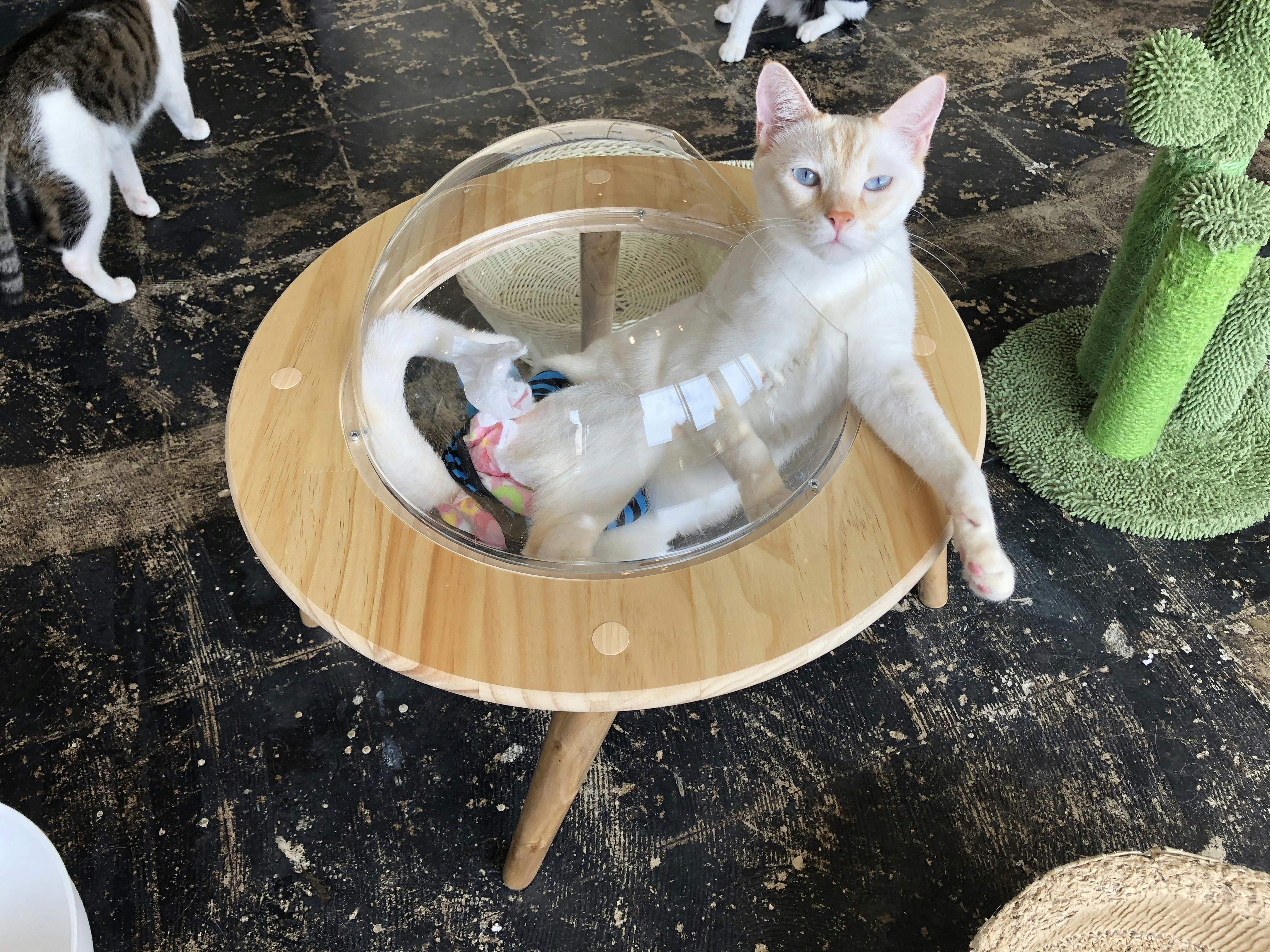 保護猫カフェ『猫まる茶屋』営業継続支援のお願いアクティビティ 
