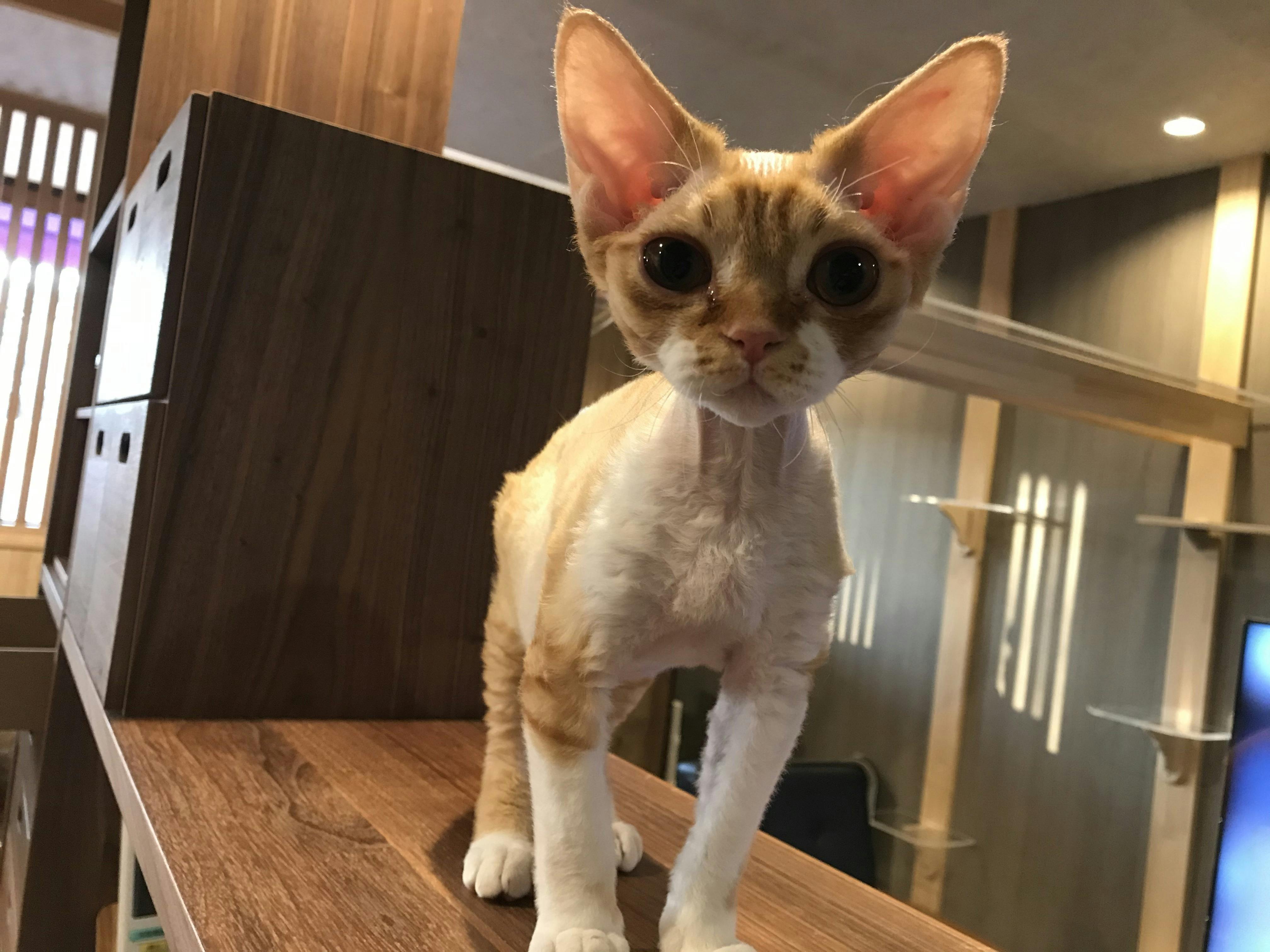 スフィンクス 猫カフェ 名古屋 スフィンクス 猫カフェ 名古屋