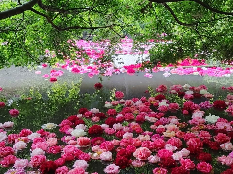 園内の様子】つくば牡丹園 土日限定！水面に浮かぶ芍薬たち - CAMPFIRE