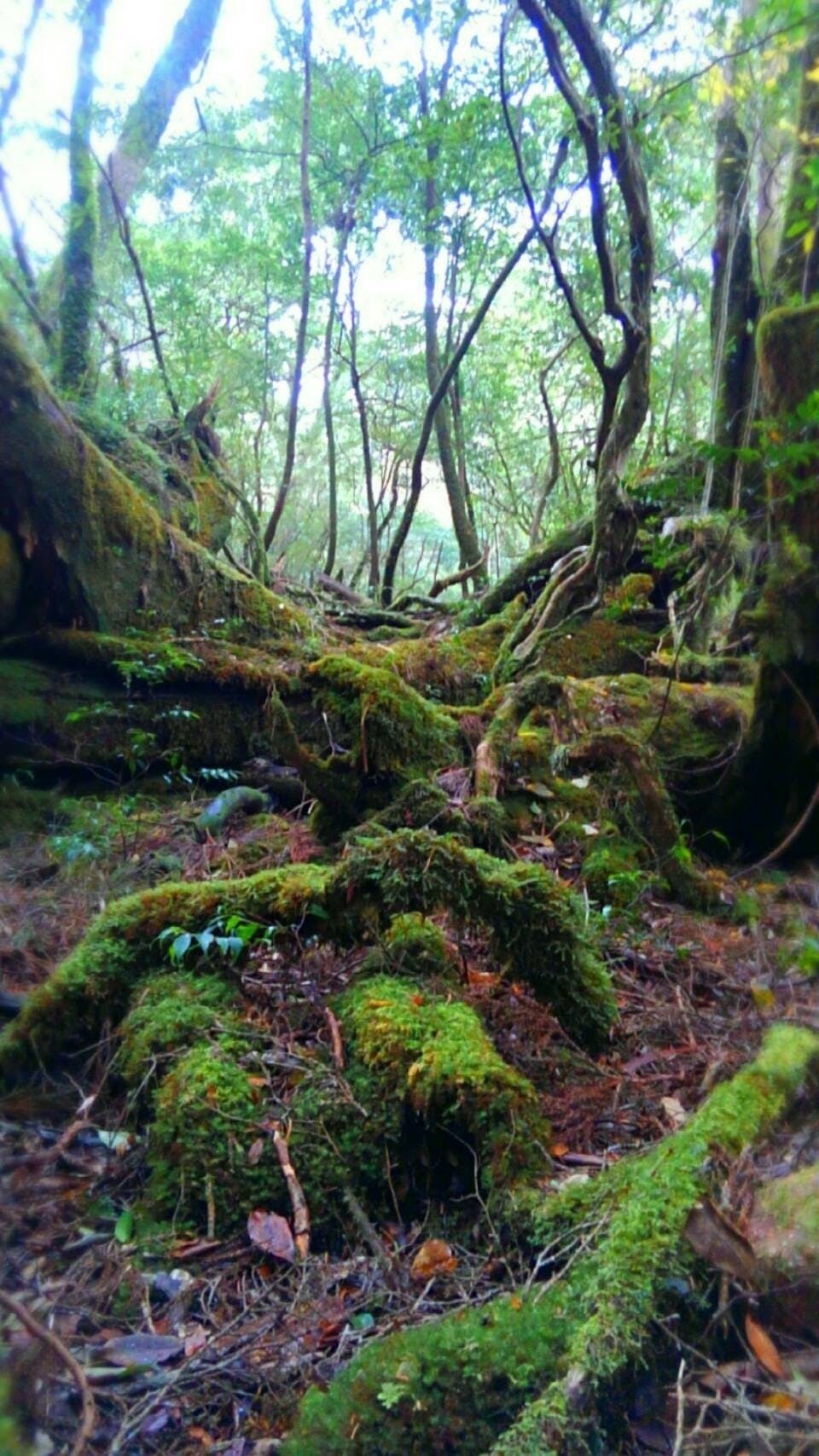 Ties Box 屋久杉精油の秘密 Campfire キャンプファイヤー