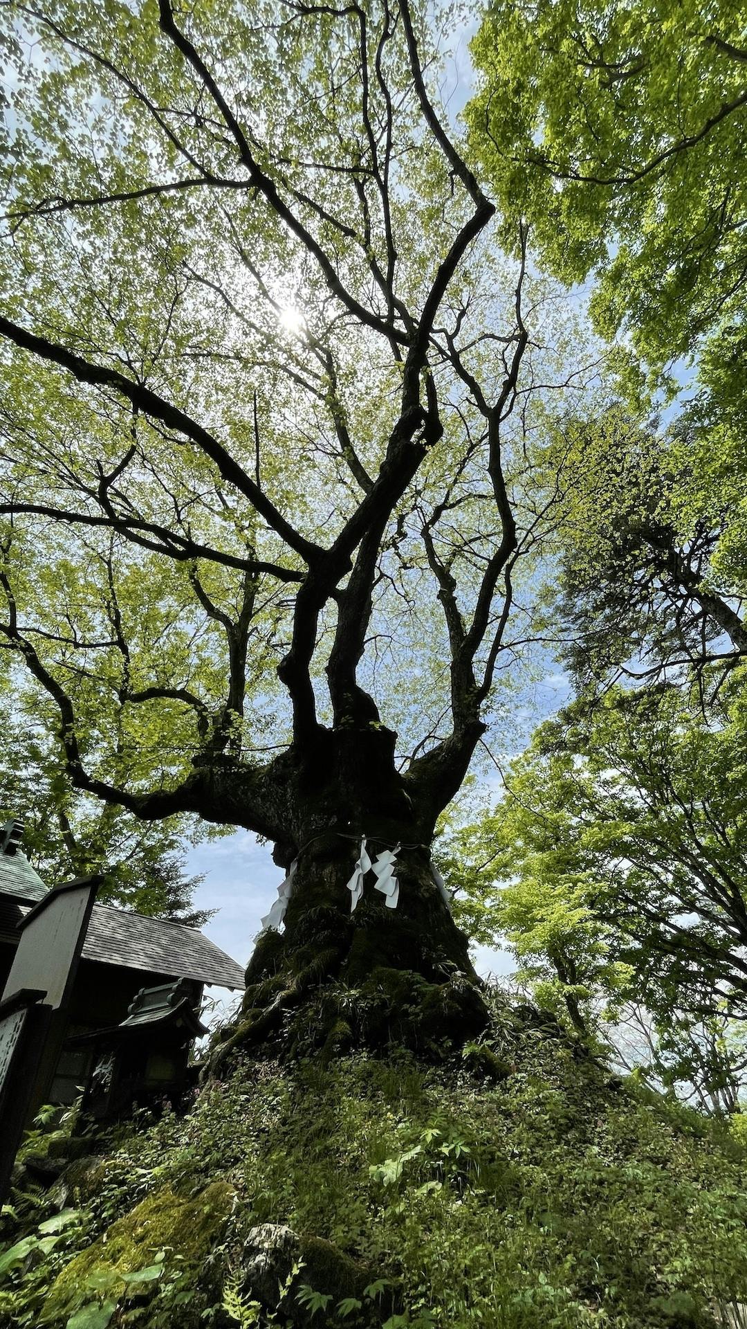 御神木のしなの木が新芽を装いました！ - CAMPFIRE (キャンプファイヤー)