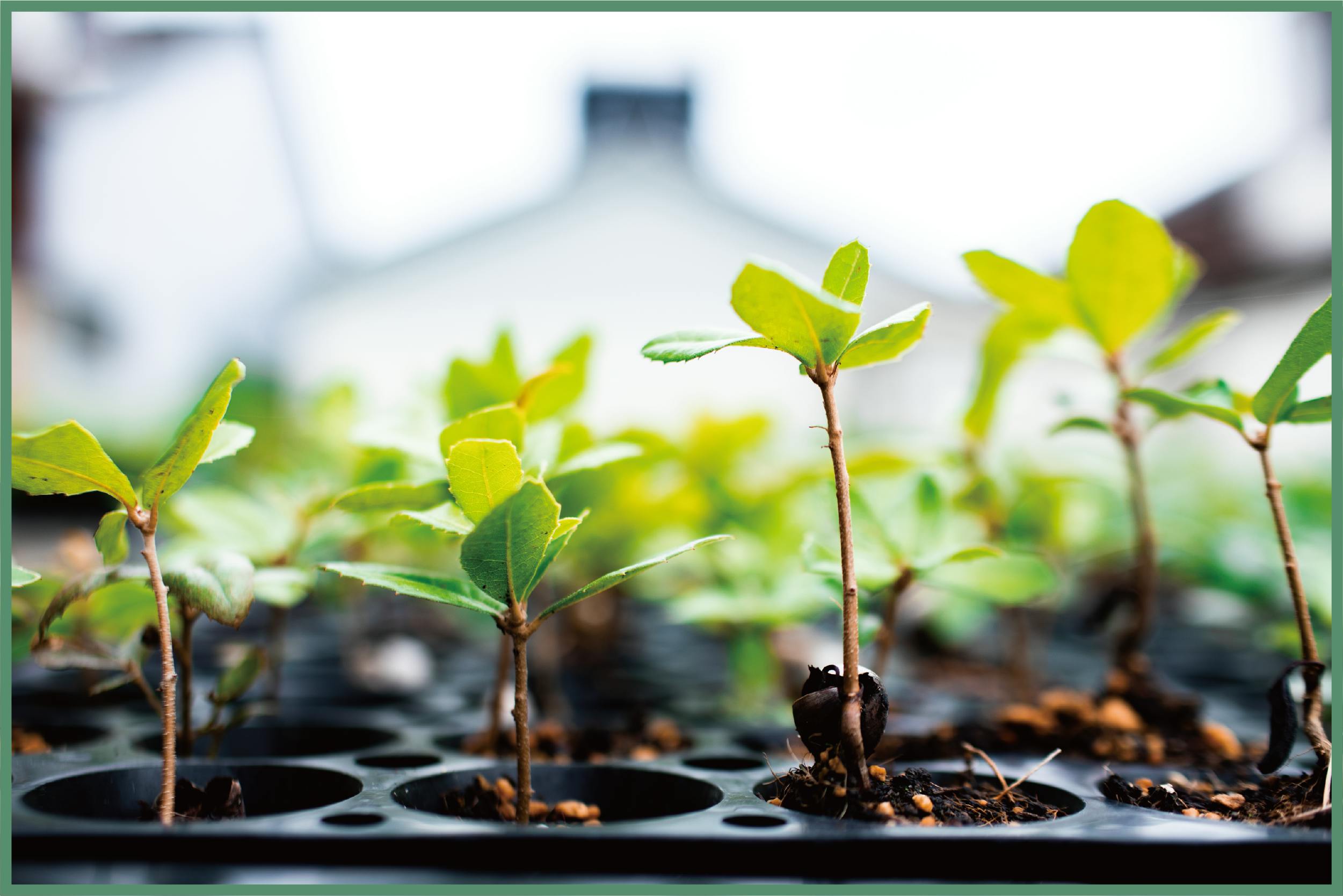 BKCNL 抜き苗、2つまとめ発送 BKCNL様専用 抜き苗、2つまとめ発送