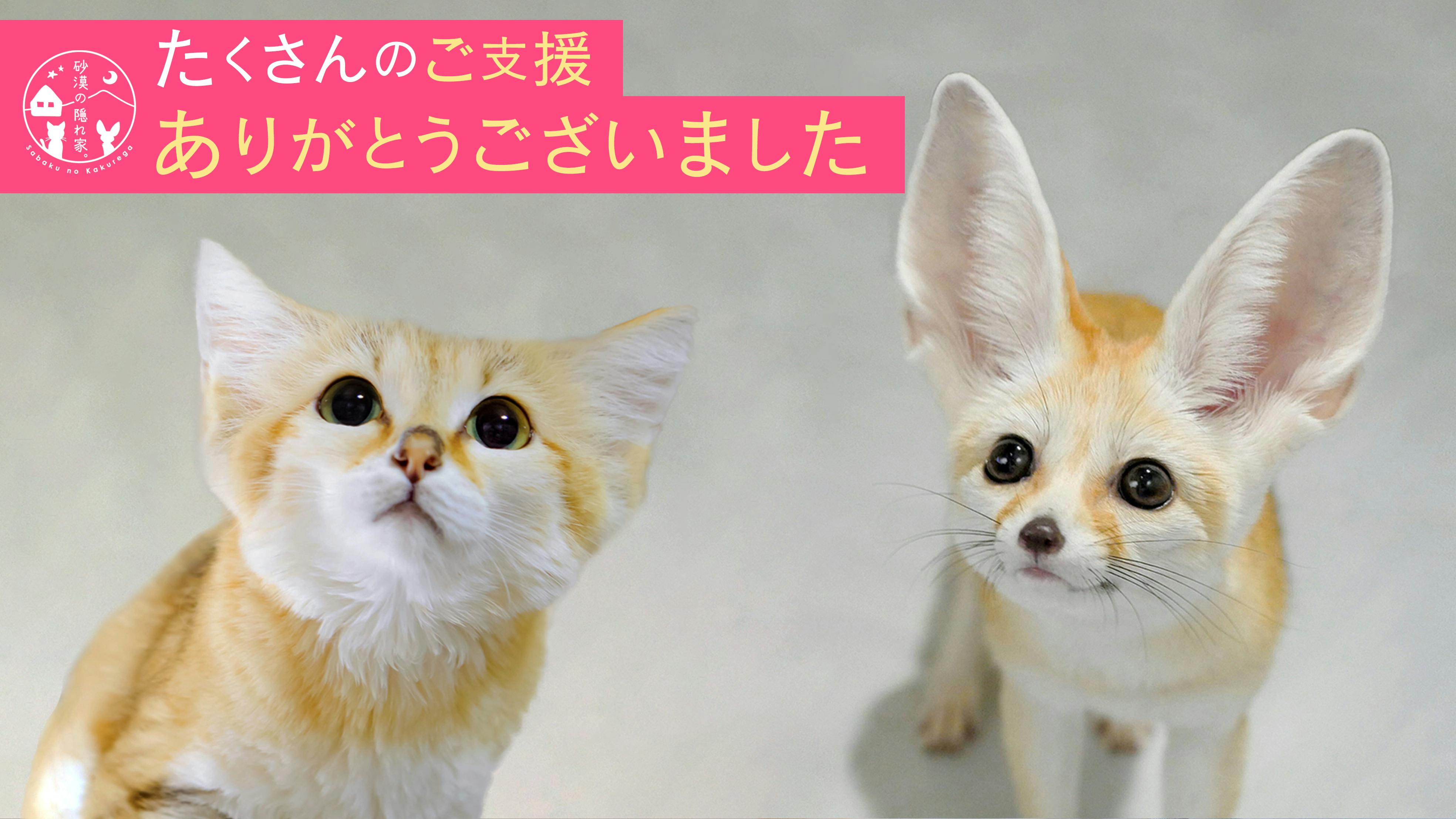 東京 日本初 フェネック スナネコ専門の砂漠の動物カフェ作ります アクティビティ Campfire キャンプファイヤー