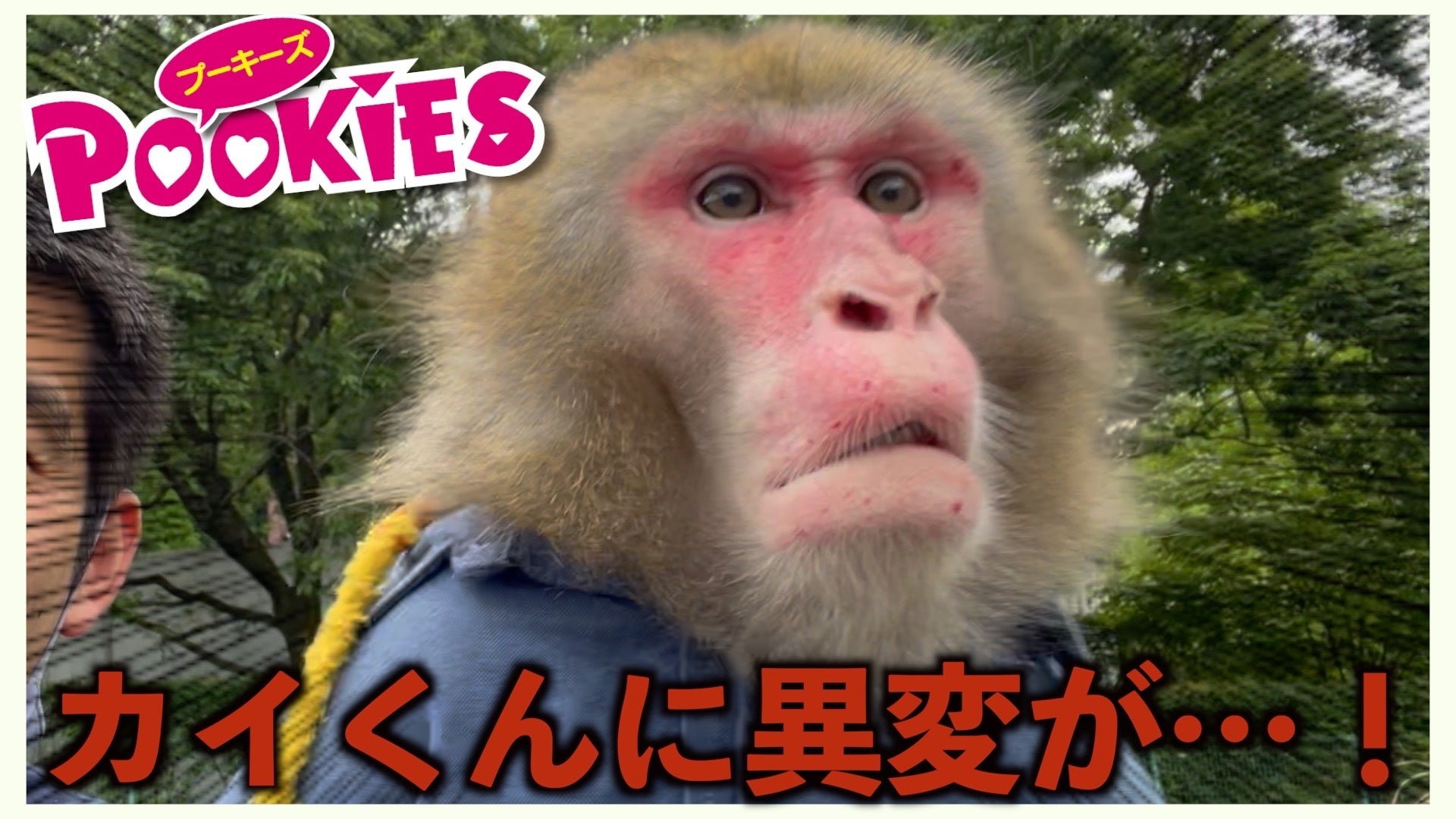 最近のカイくん、お散歩のときに今までとは違う行動をします