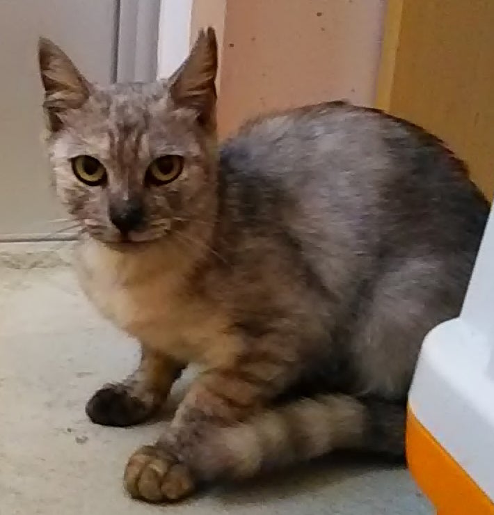 新さくらねこ Campfire キャンプファイヤー