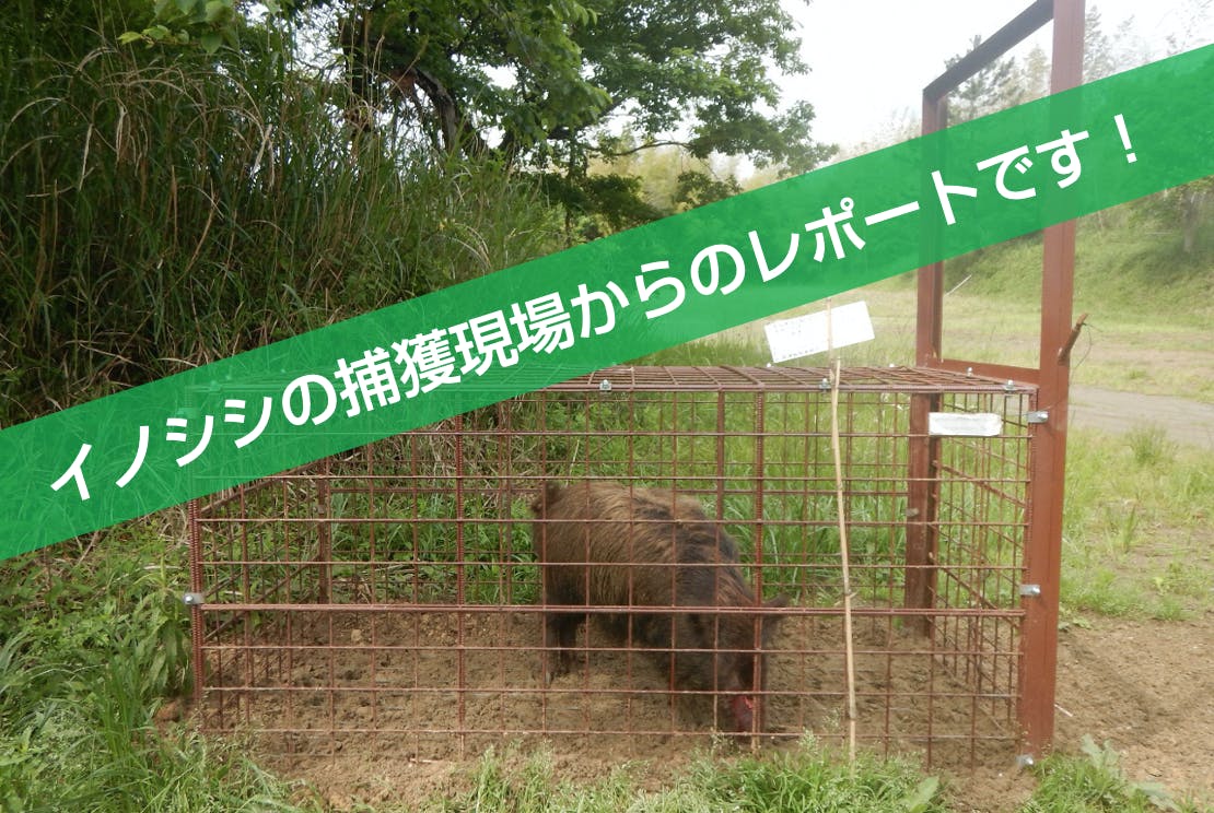 イノシシ親子　根付　天然素材 3190 いのししの子（大）：おもちゃ：百町森