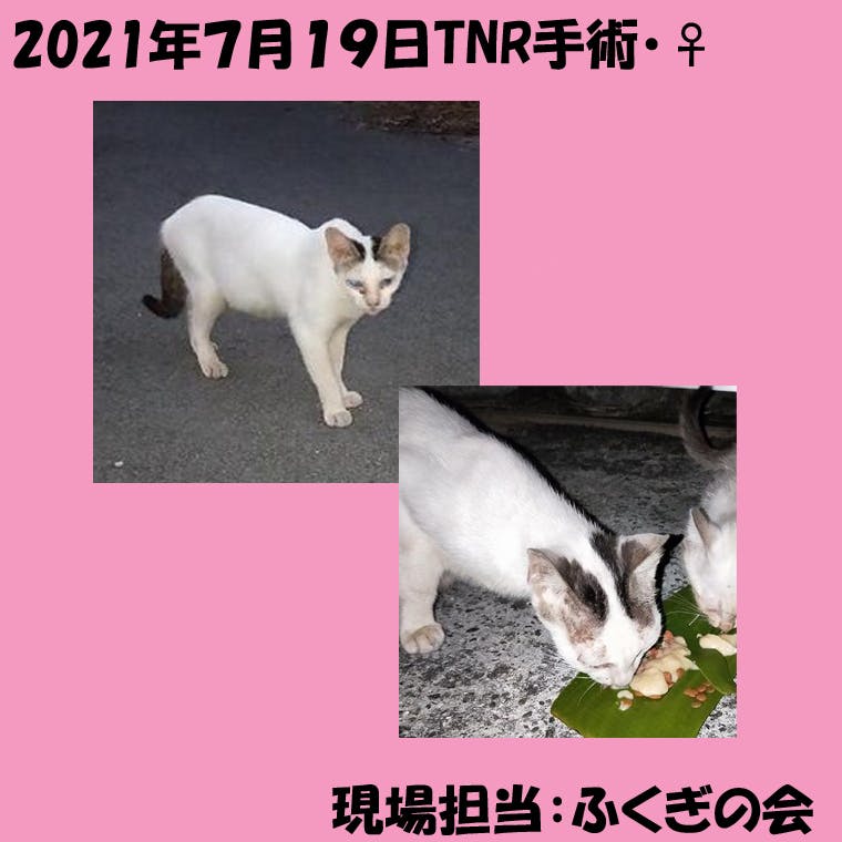 石垣島のＴＮＲ2021～一代限りの猫生を～アクティビティ - CAMPFIRE 