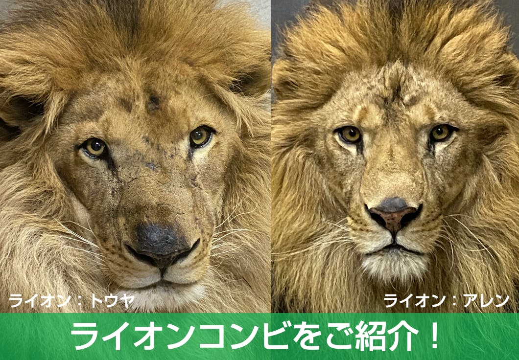 ライオンコンビの素顔をご紹介します♪ - CAMPFIRE (キャンプファイヤー)