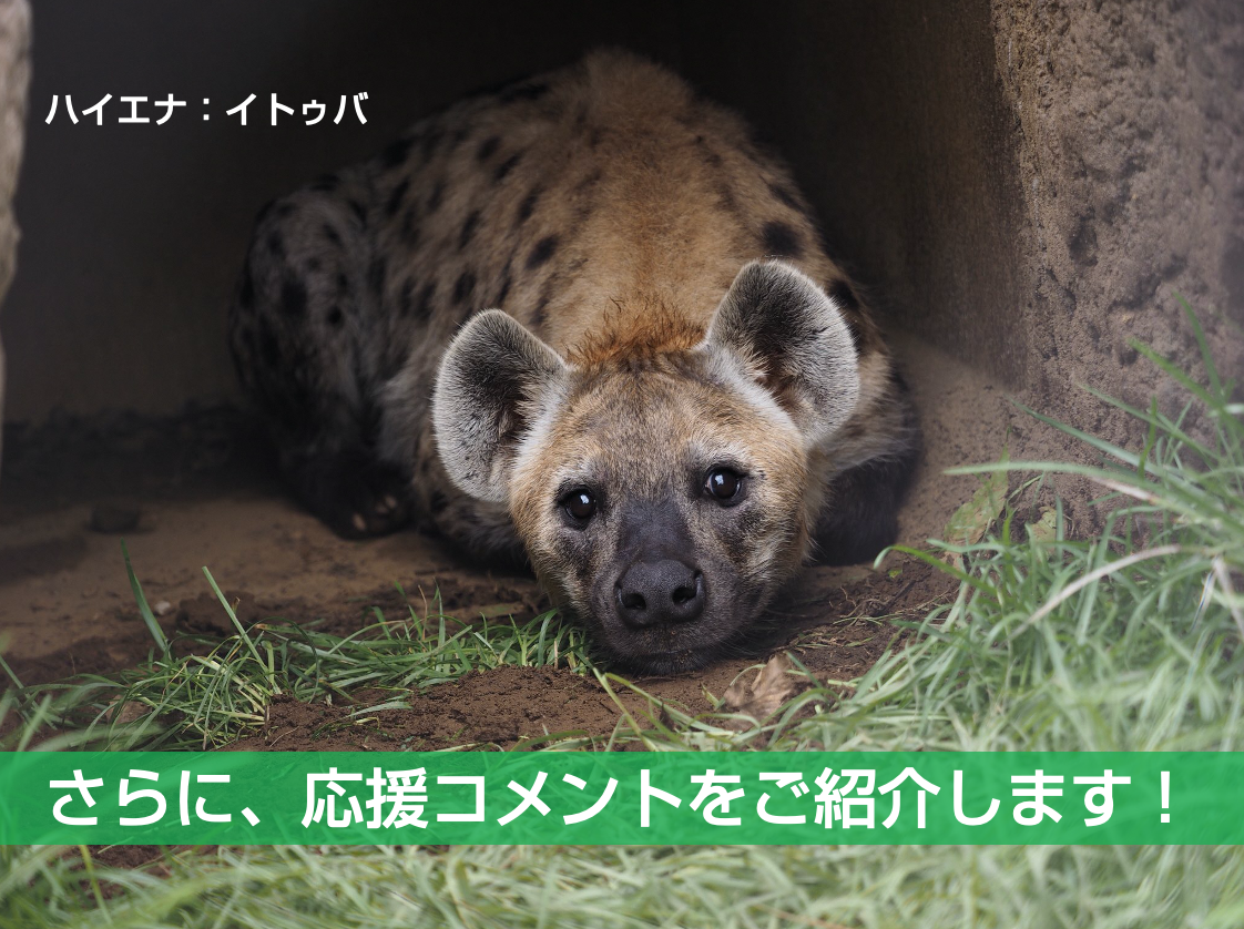 ご支援いただいた皆様からのコメントをご紹介いたします Campfire キャンプファイヤー