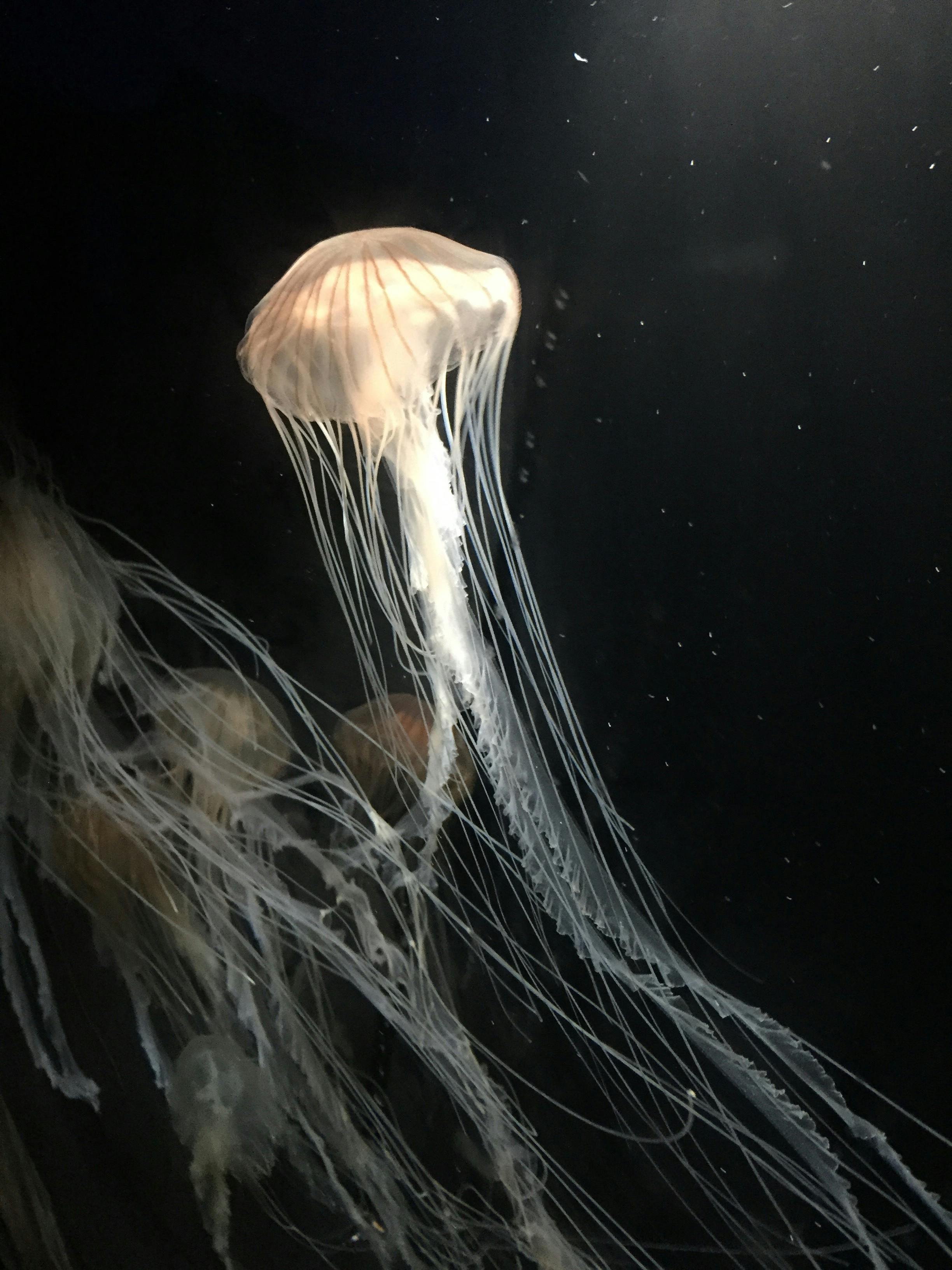 アカクラゲの展示 Campfire キャンプファイヤー