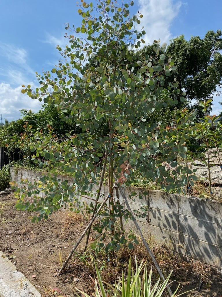 ユーカリの木 Campfire キャンプファイヤー