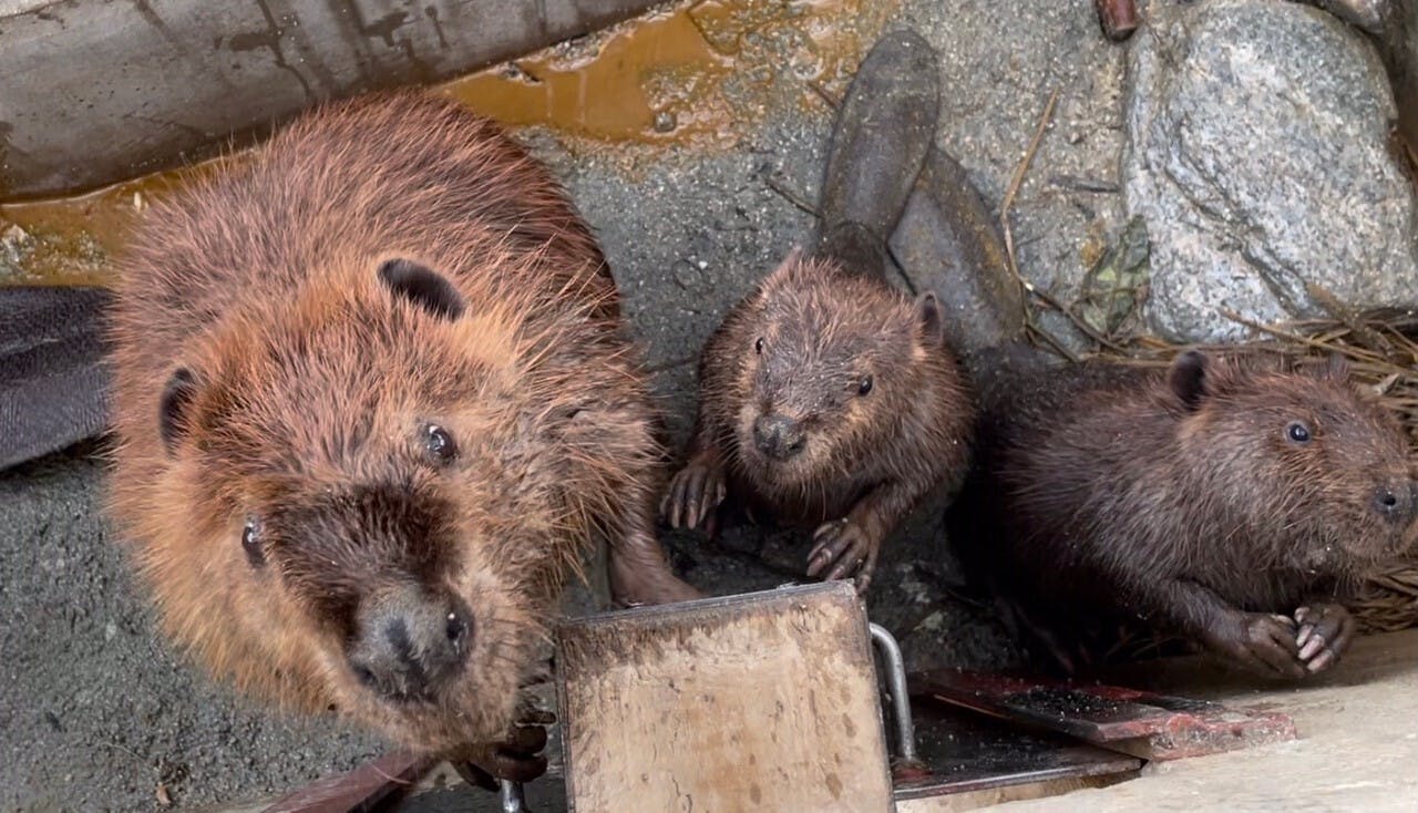 本日のビーバー親子です Campfire キャンプファイヤー