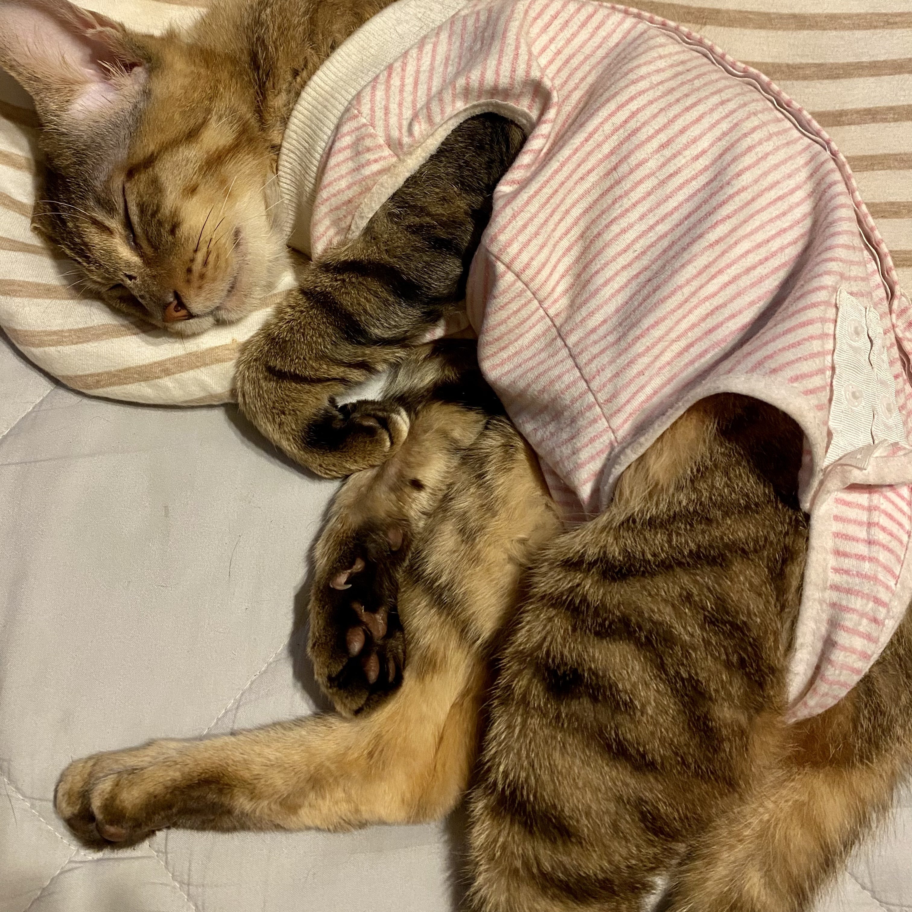 １匹でも多くの命を救いたい【保護猫活動】アクティビティ - CAMPFIRE 