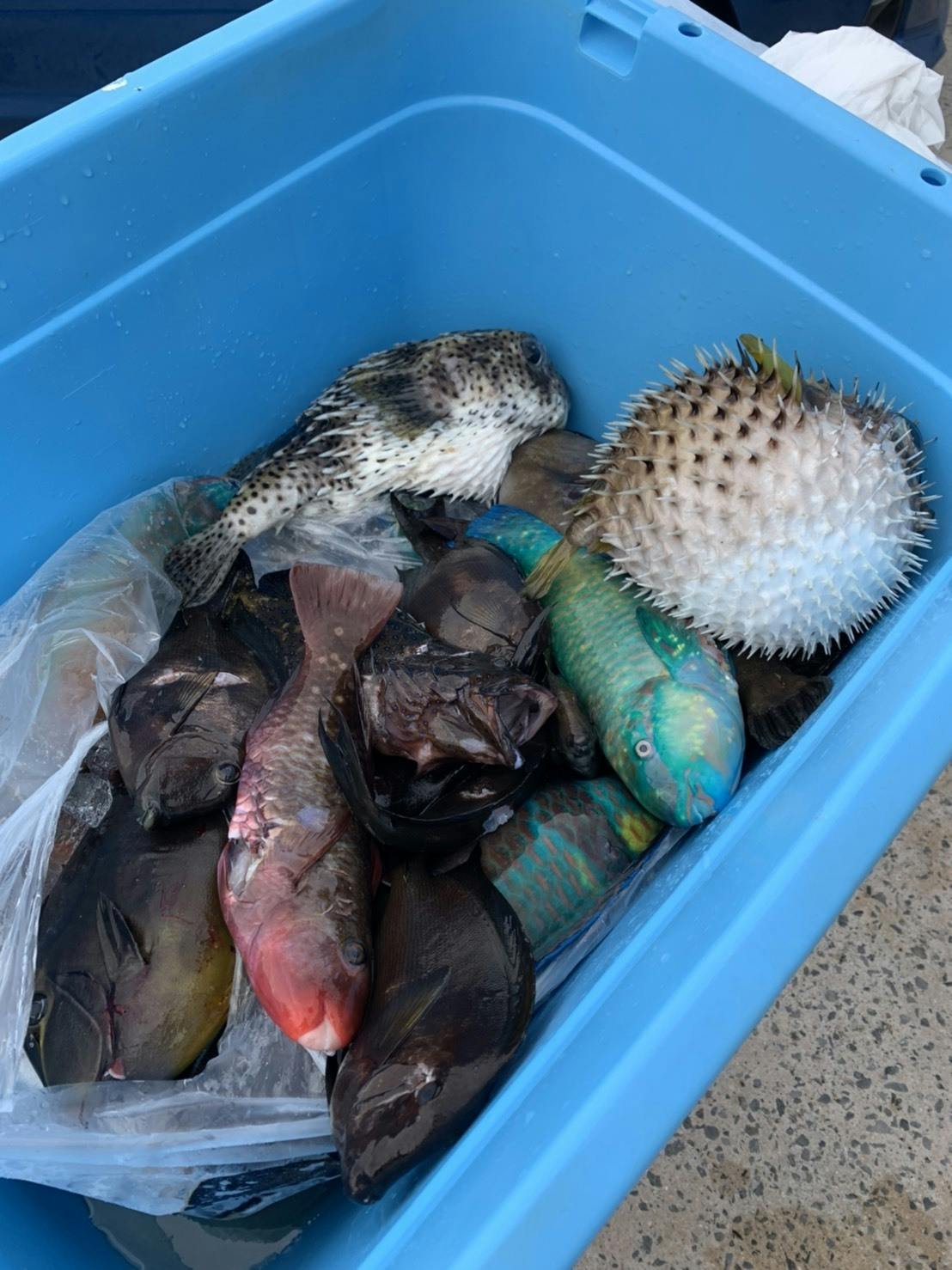 那覇・泊港→慶良間諸島 手ぶらで魚突き・実地体験 CAMPFIREコミュニティ