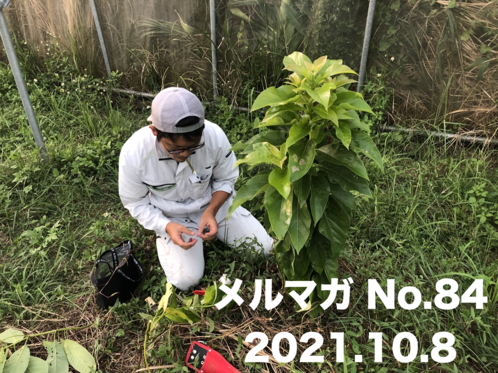 フルーツ・野菜作りを知って食べて楽しもう！【糸満フルーツ園けん 