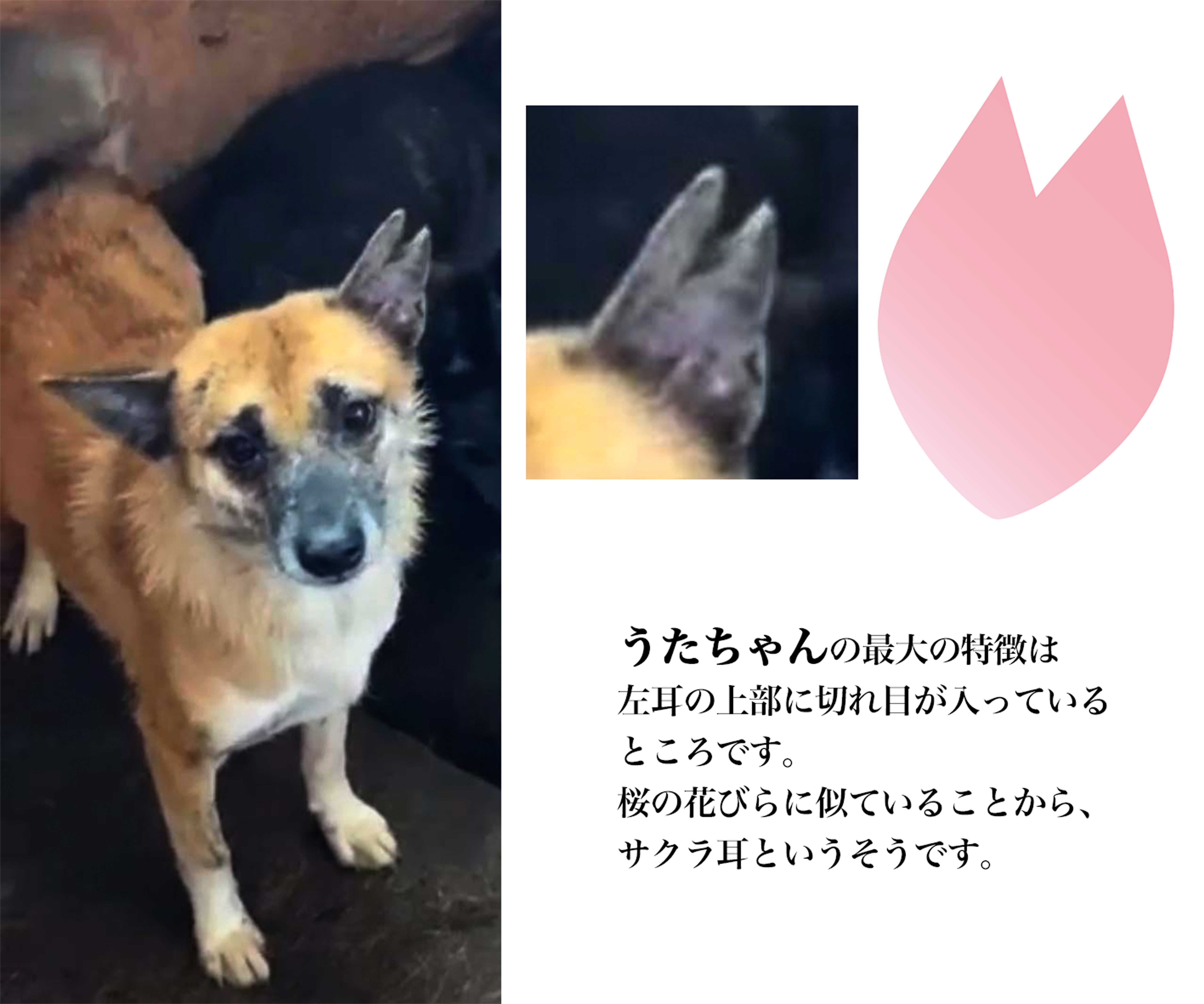 いなくなったうたちゃん そして去勢避妊手術達成のお知らせ Campfire キャンプファイヤー