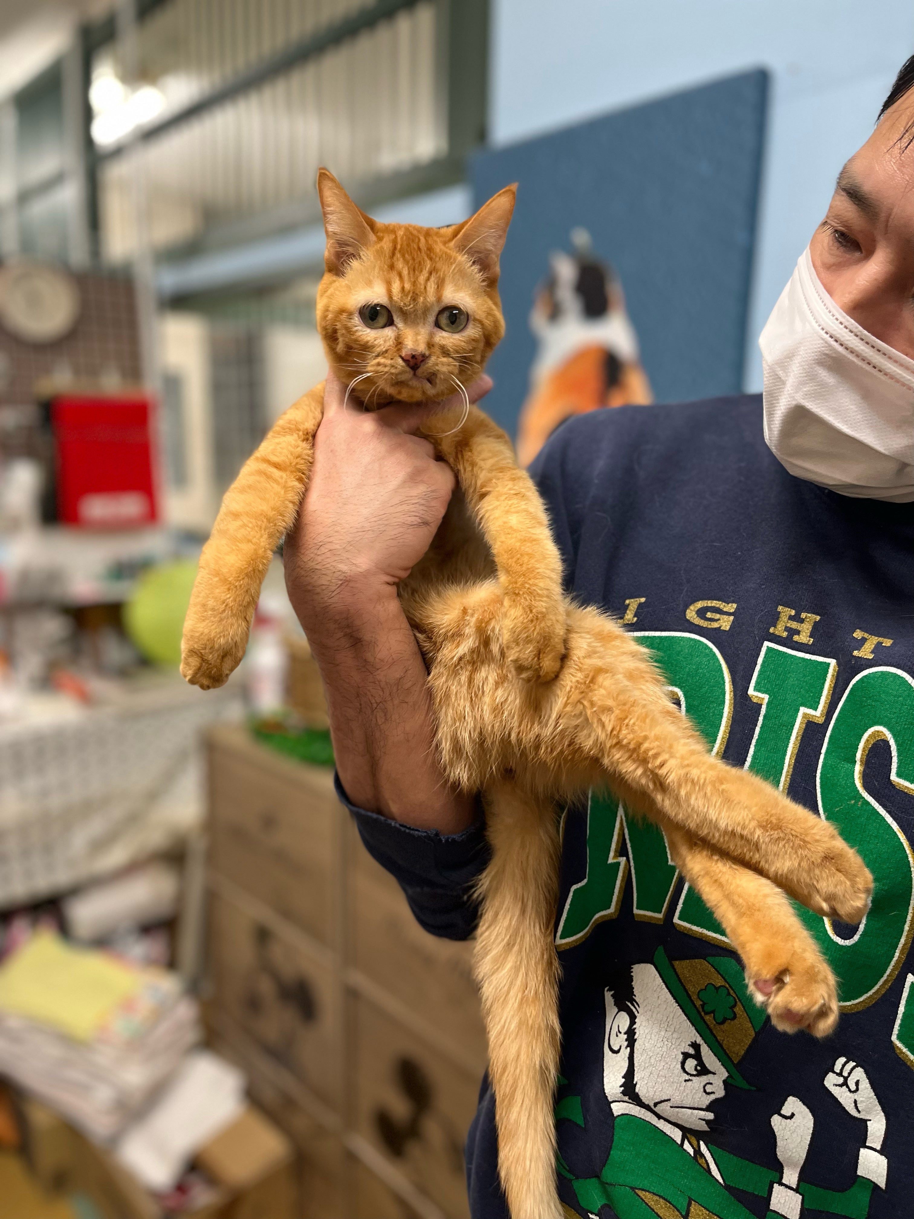 新型コロナウイルスの影響を受けても保護猫活動を続けたい - CAMPFIRE 