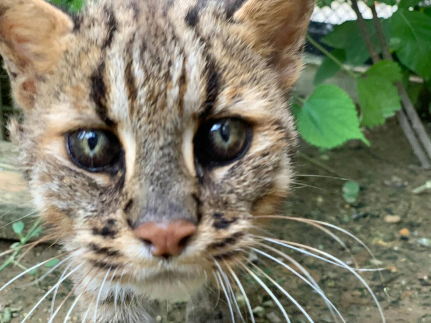 日本には2種類のヤマネコが生息していますが とらやま って知ってる Campfireコミュニティ