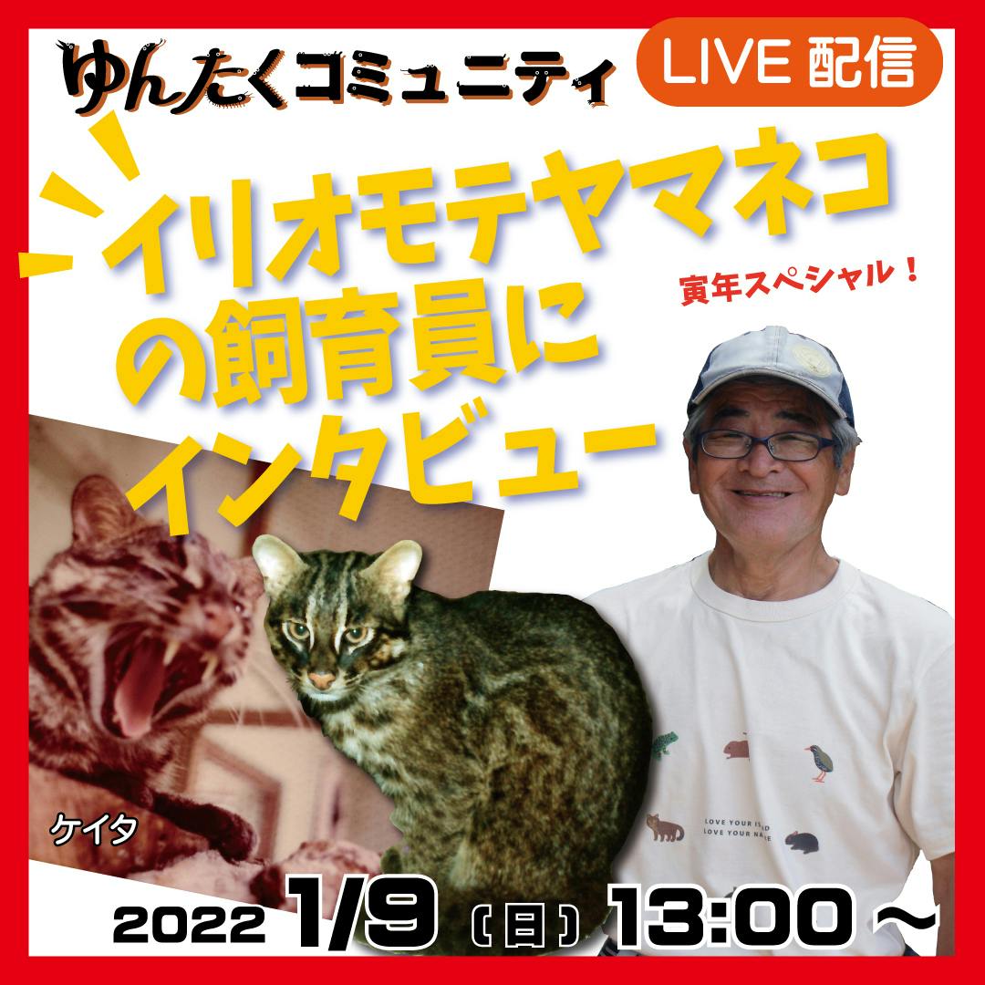 ライブ配信 イリモテヤマネコの飼育員にインタビュー Campfireコミュニティ