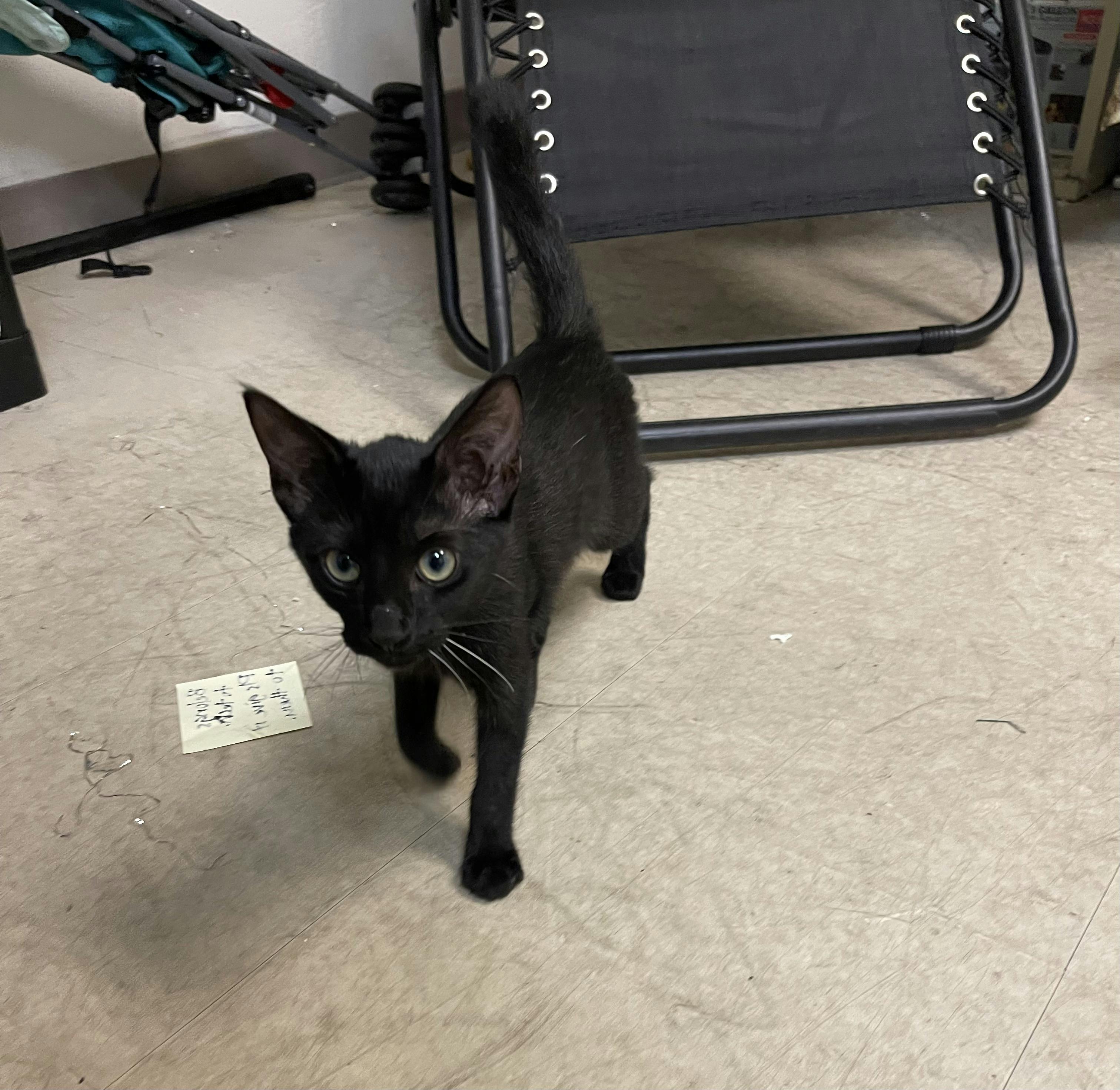 捨てられていた黒猫君を保護しました Campfireコミュニティ 捨てられていた黒猫君を保護しました Campfireコミュニティ