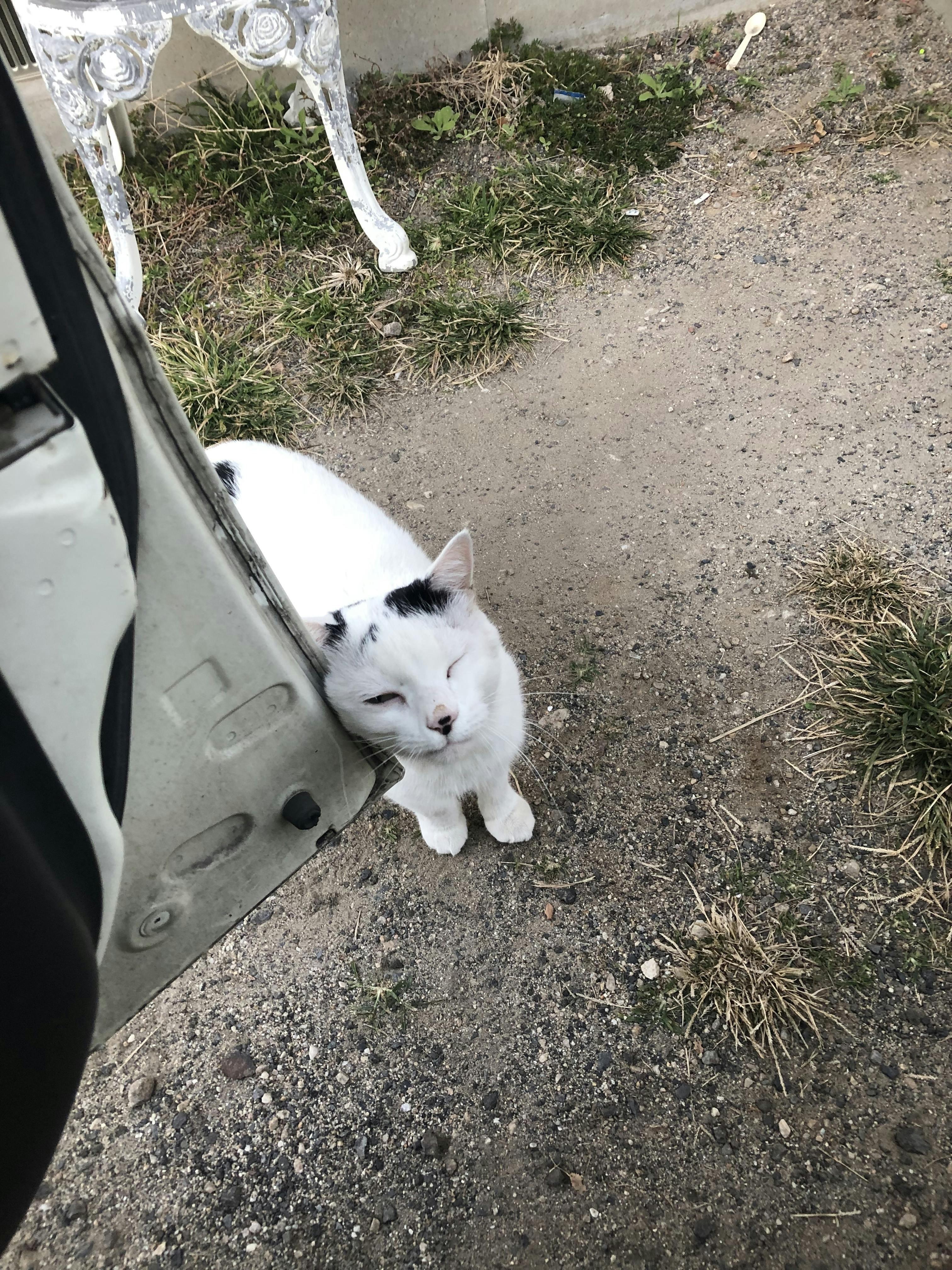 雨です。寒いですな。こんな日は猫ちゃん心配だな。 - CAMPFIRE