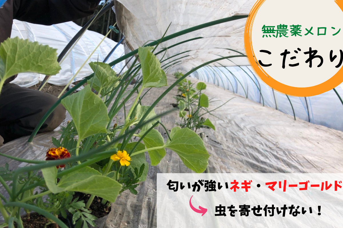 いよいよ定植 元気に育つんだよ Campfire キャンプファイヤー