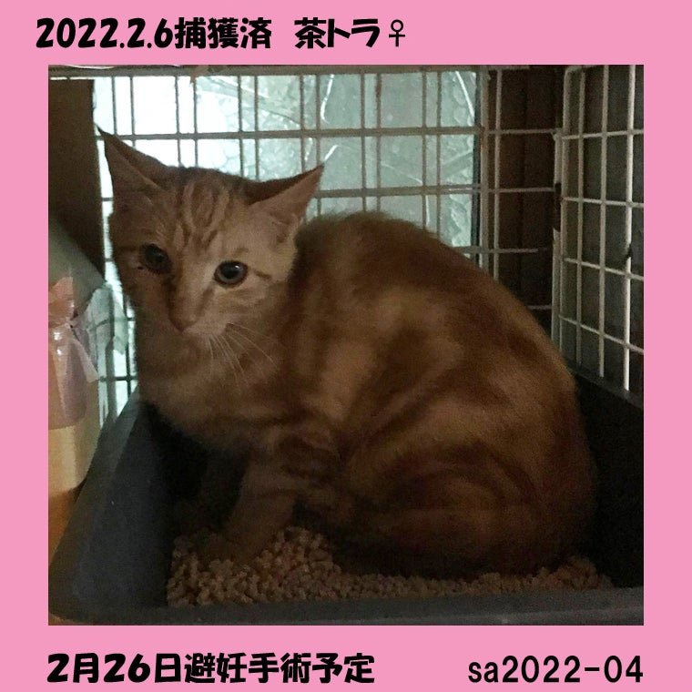 本日避妊手術猫 Campfire キャンプファイヤー