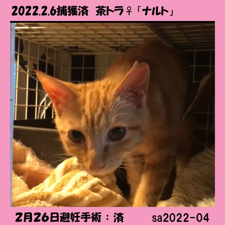 手術済み猫さん Campfire キャンプファイヤー