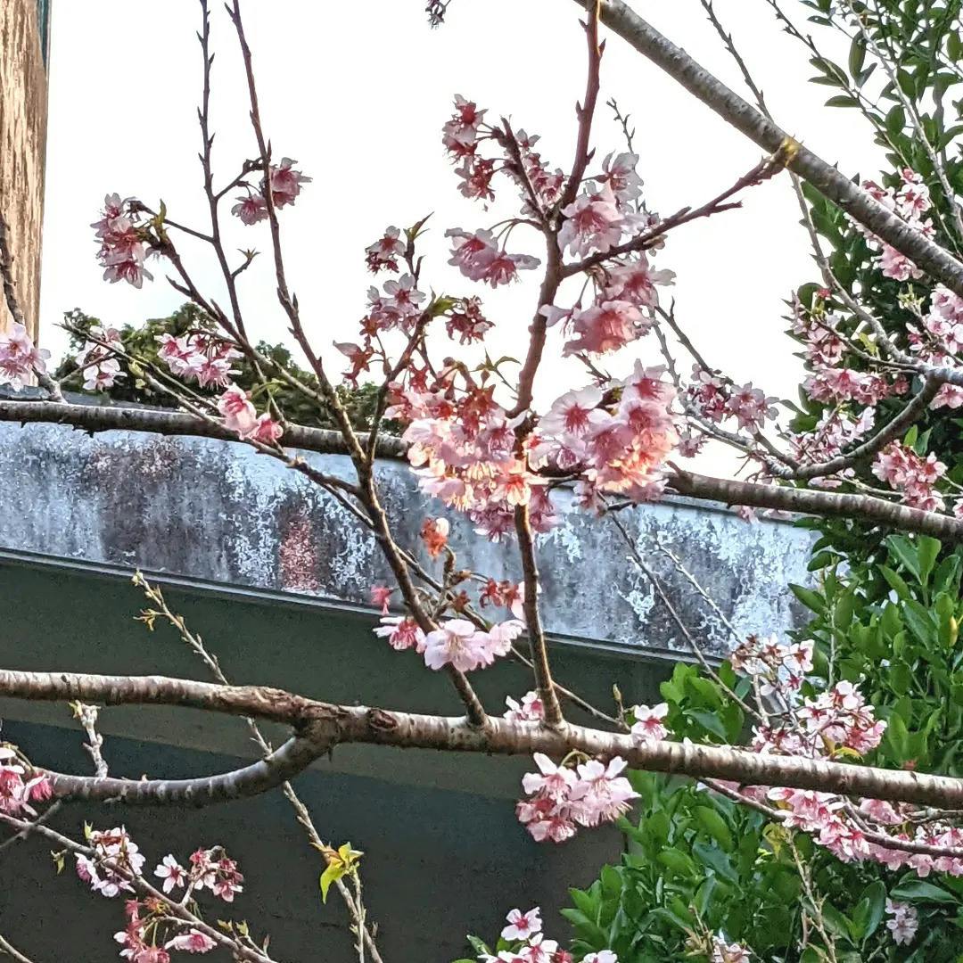 リターン用の観葉植物準備と桃の花 Campfire キャンプファイヤー