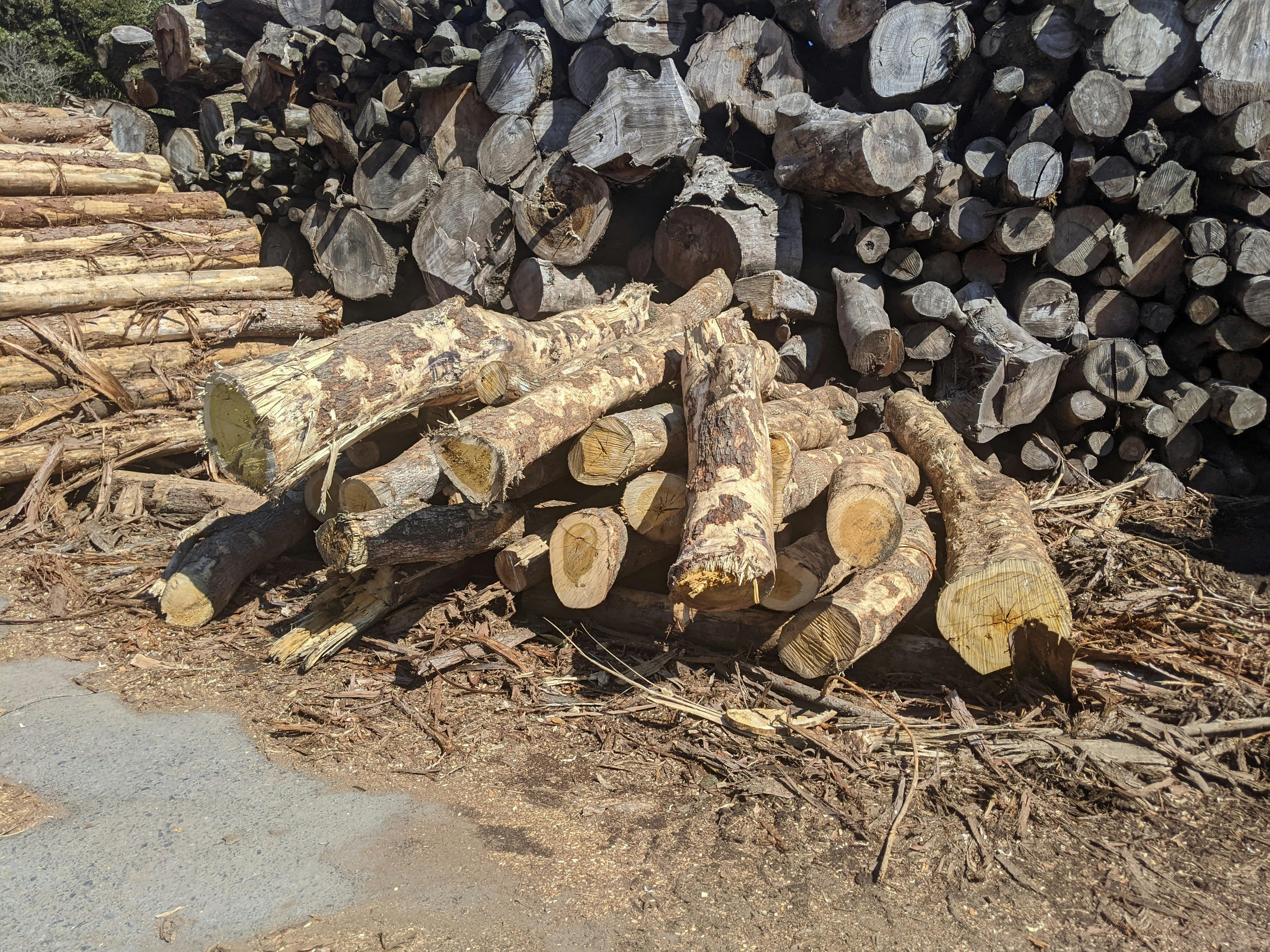 【引取限定】ハゼノキ　約５m 桑名市総合医療センター | 12月：ハゼノキ（櫨の木）