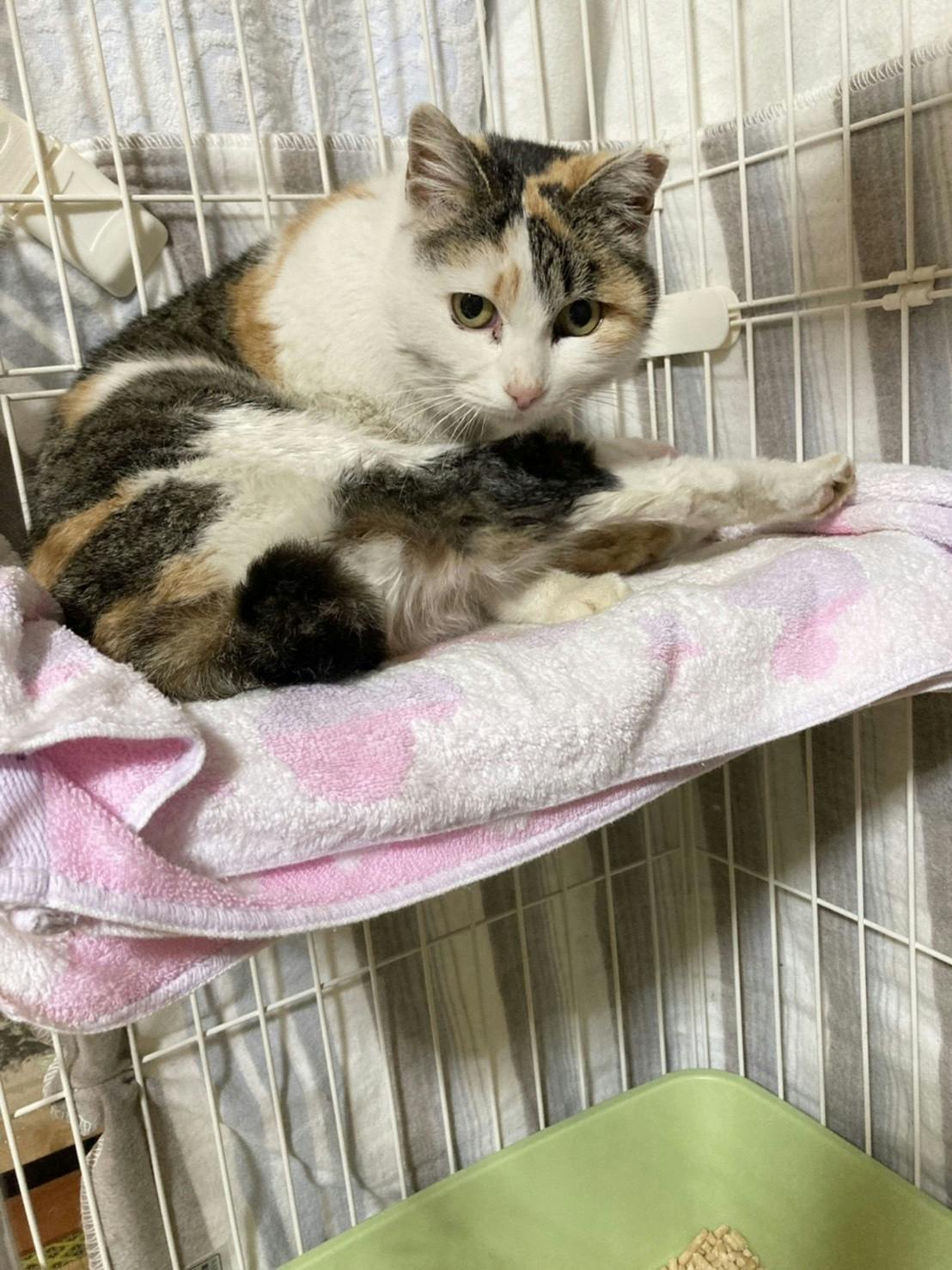 保護された三毛猫のつむぎちゃん - CAMPFIRE (キャンプファイヤー)