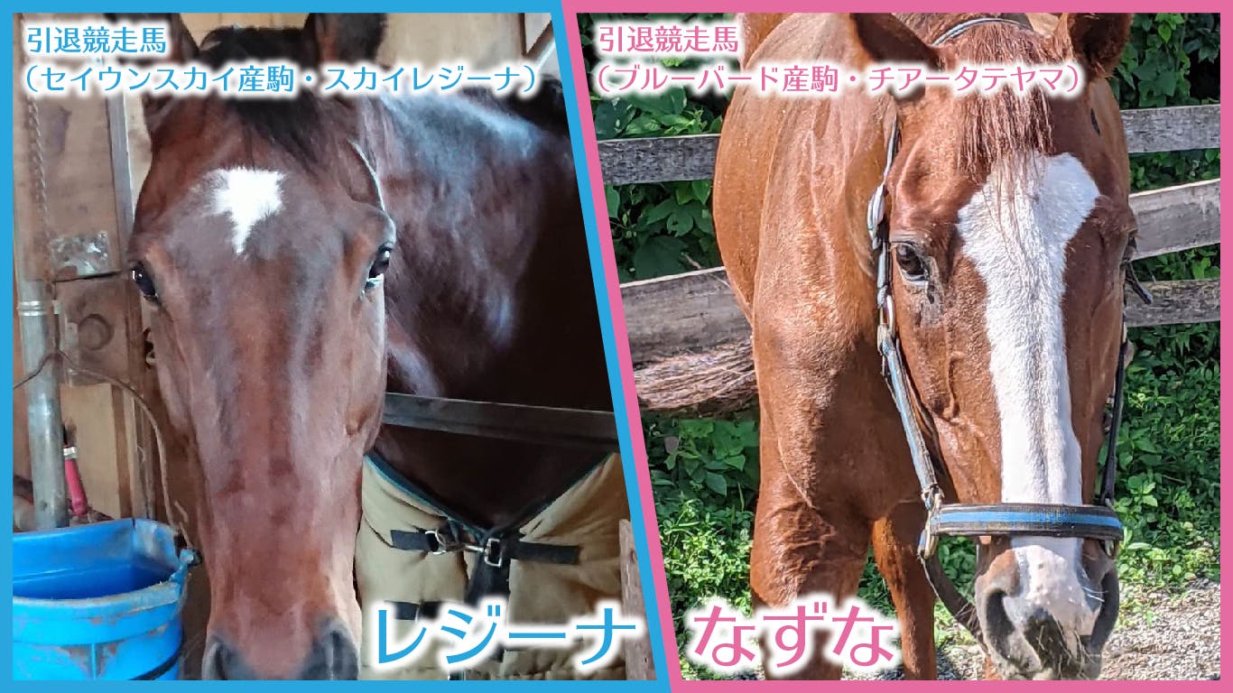 馬のくら 乗馬 鞍 BD
