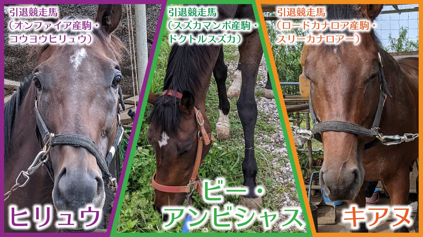 ヴィバーチェメン馬ーの紹介 Campfire キャンプファイヤー