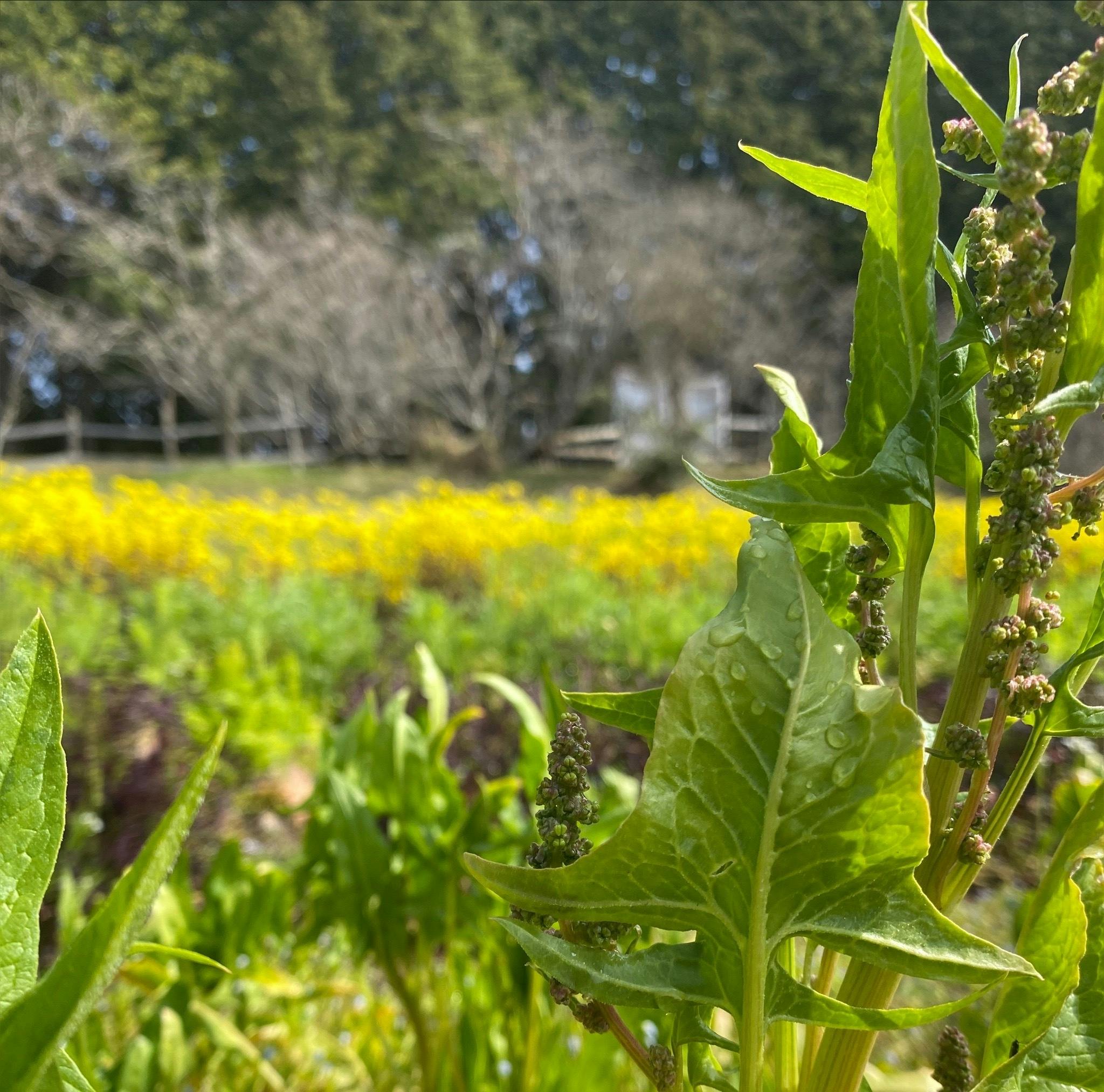 ホウレンソウの菜の花 知ってる 食べ方は 美味しいの Campfireコミュニティ