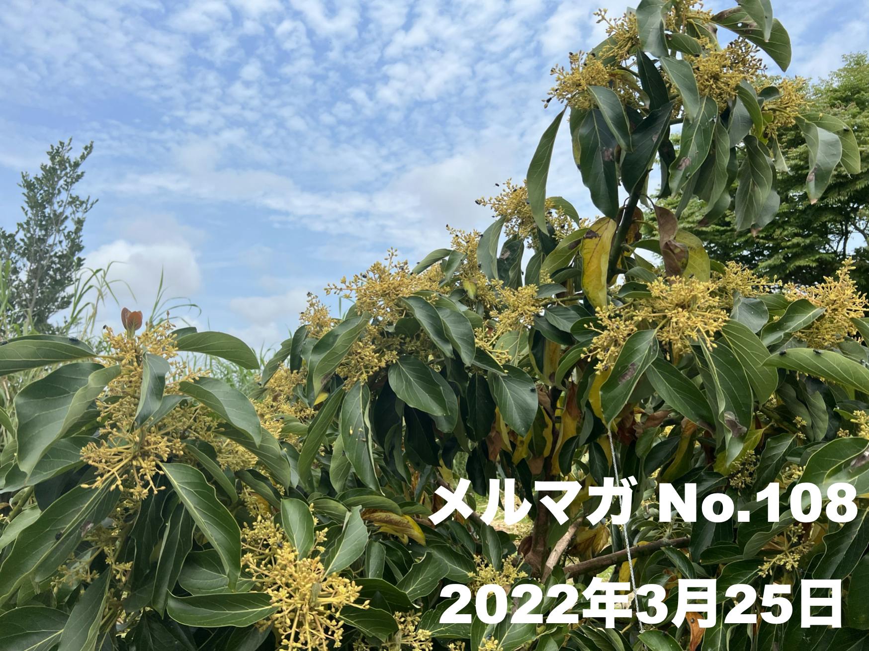 No.108】アボカド栽培の未解決問題とは！？種属間交雑の試み