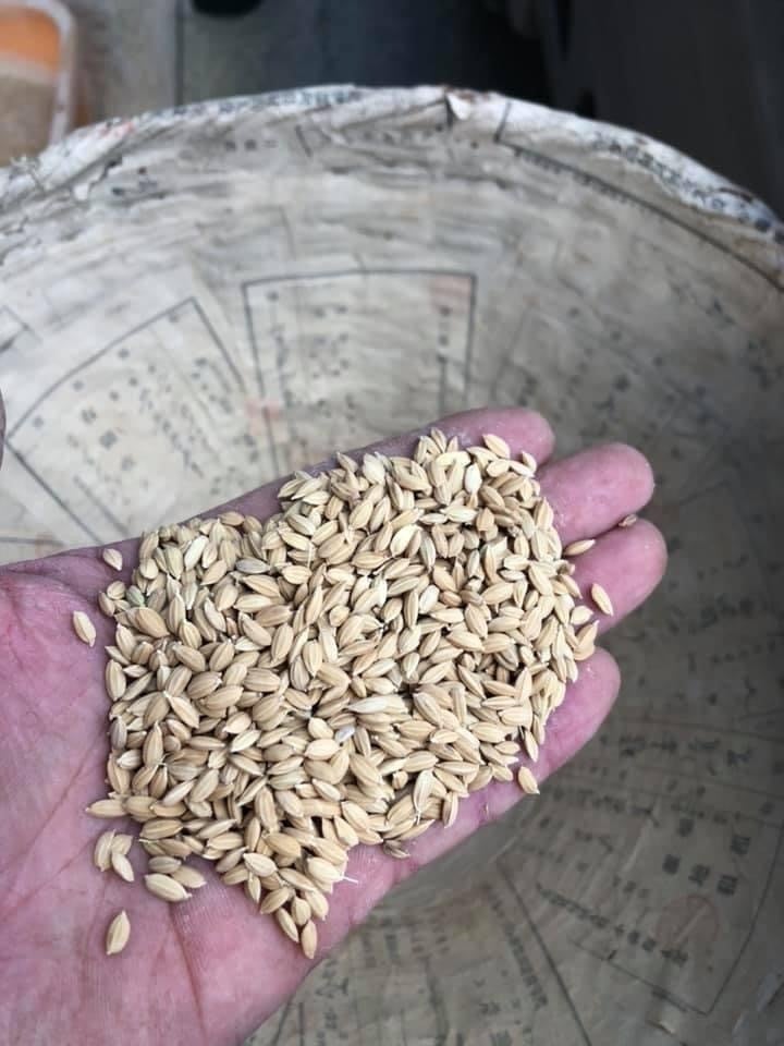 脱茫機 種籾のヒゲ切 脱茫機 種籾のヒゲ切