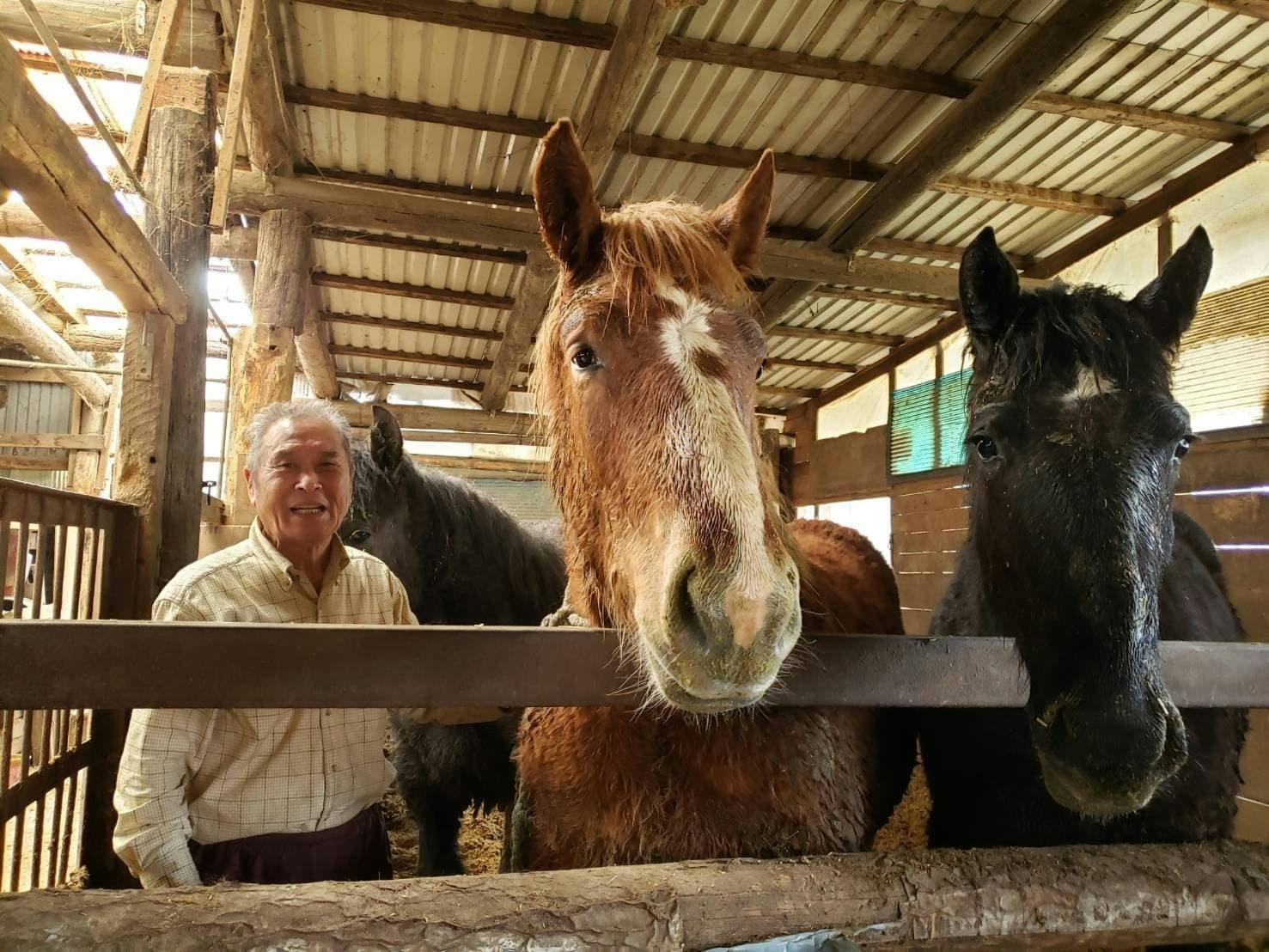 僕らが支援している農耕馬 昇馬姫152 のご紹介 Campfire キャンプファイヤー