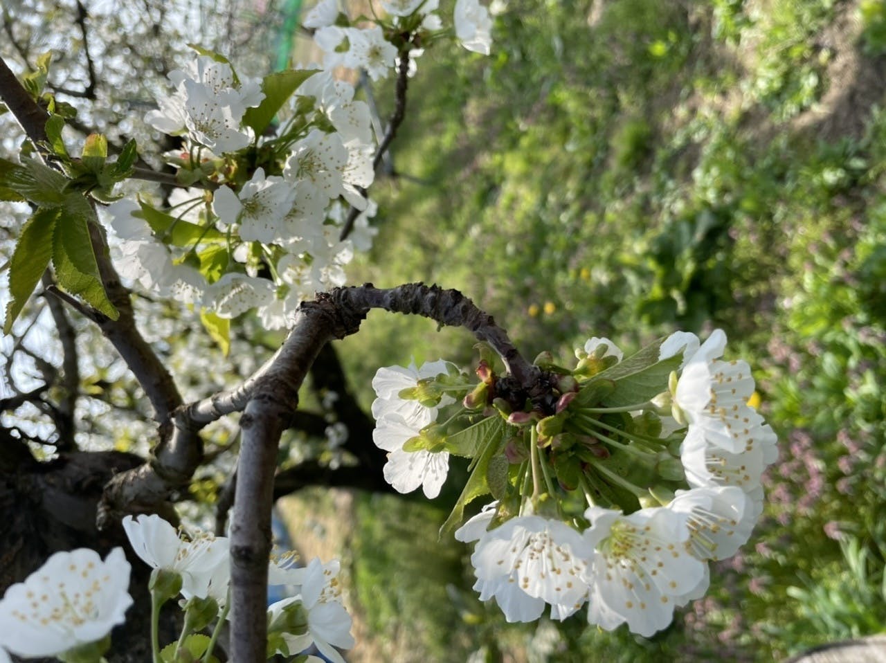 さくらんぼの花が咲きました Campfire キャンプファイヤー