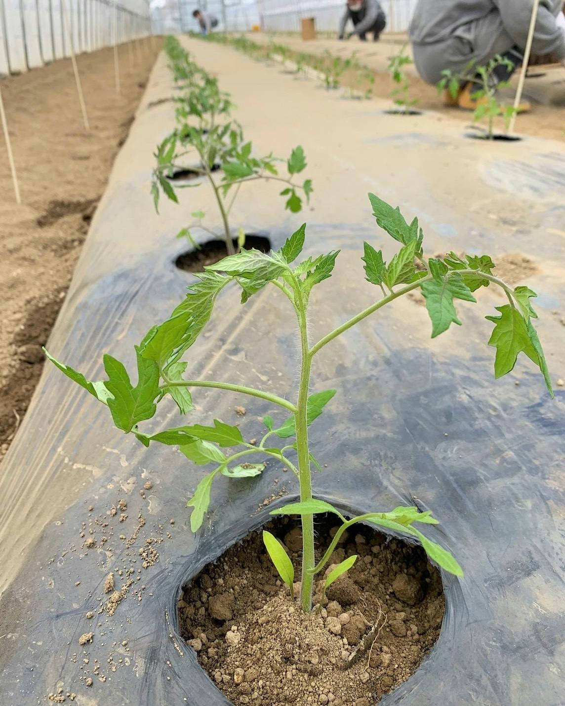 S__28377090.jpg?ixlib=rails-2.