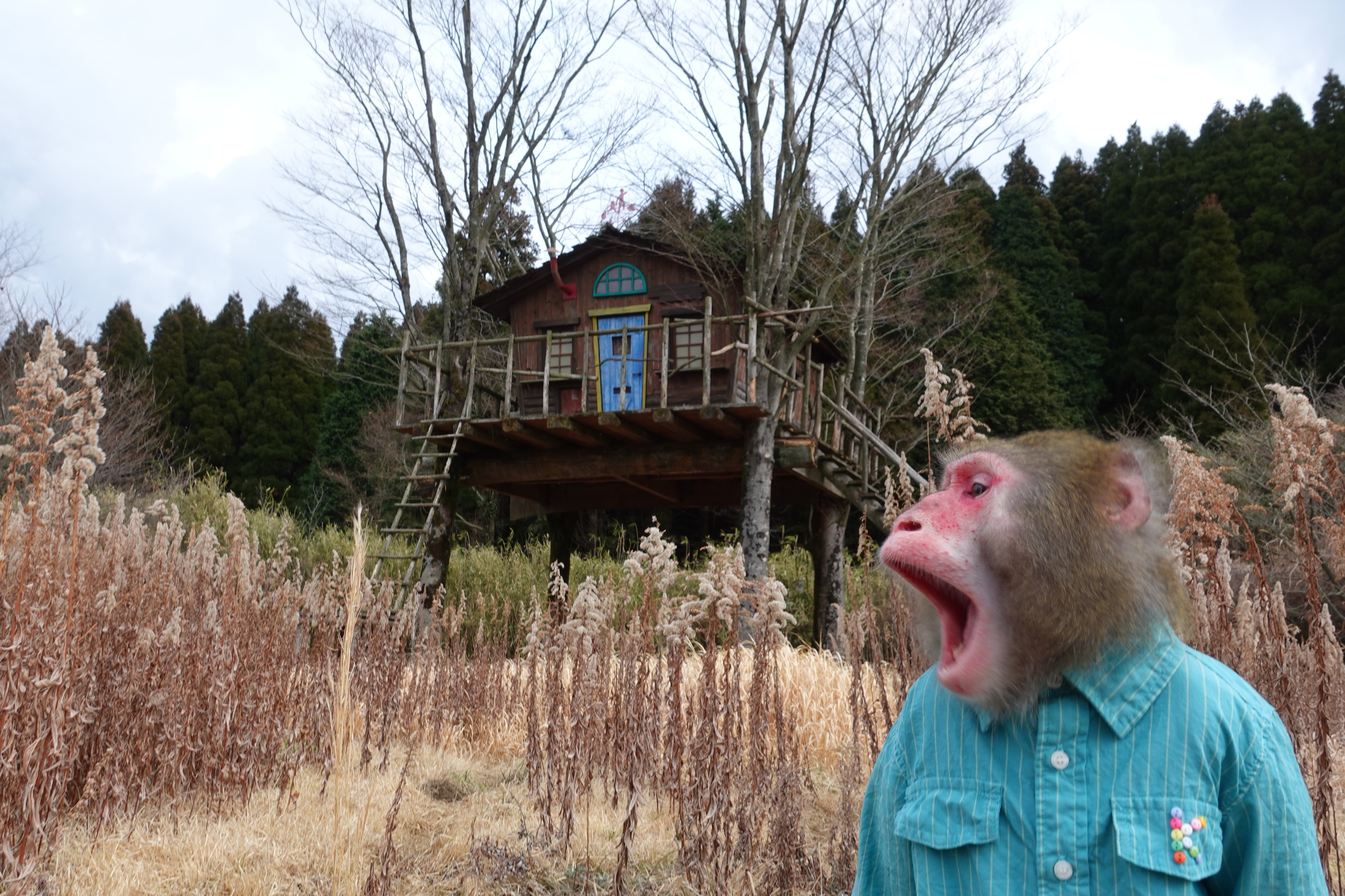 志村どうぶつ園」は僕を本当に鍛えてくれた。 CAMPFIREコミュニティ