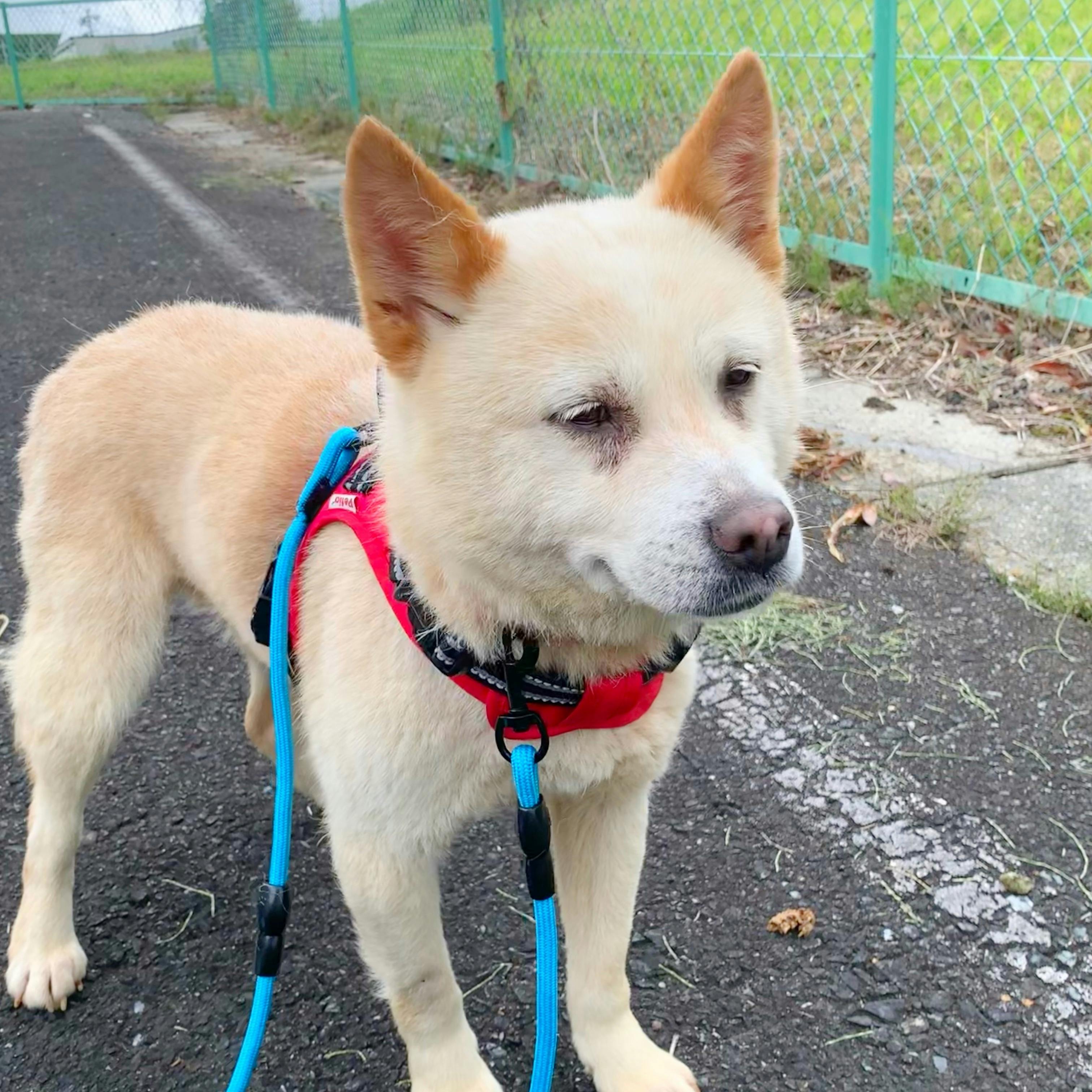 飼い主に捨てられてしまった老犬 性格は花丸 Campfire キャンプファイヤー