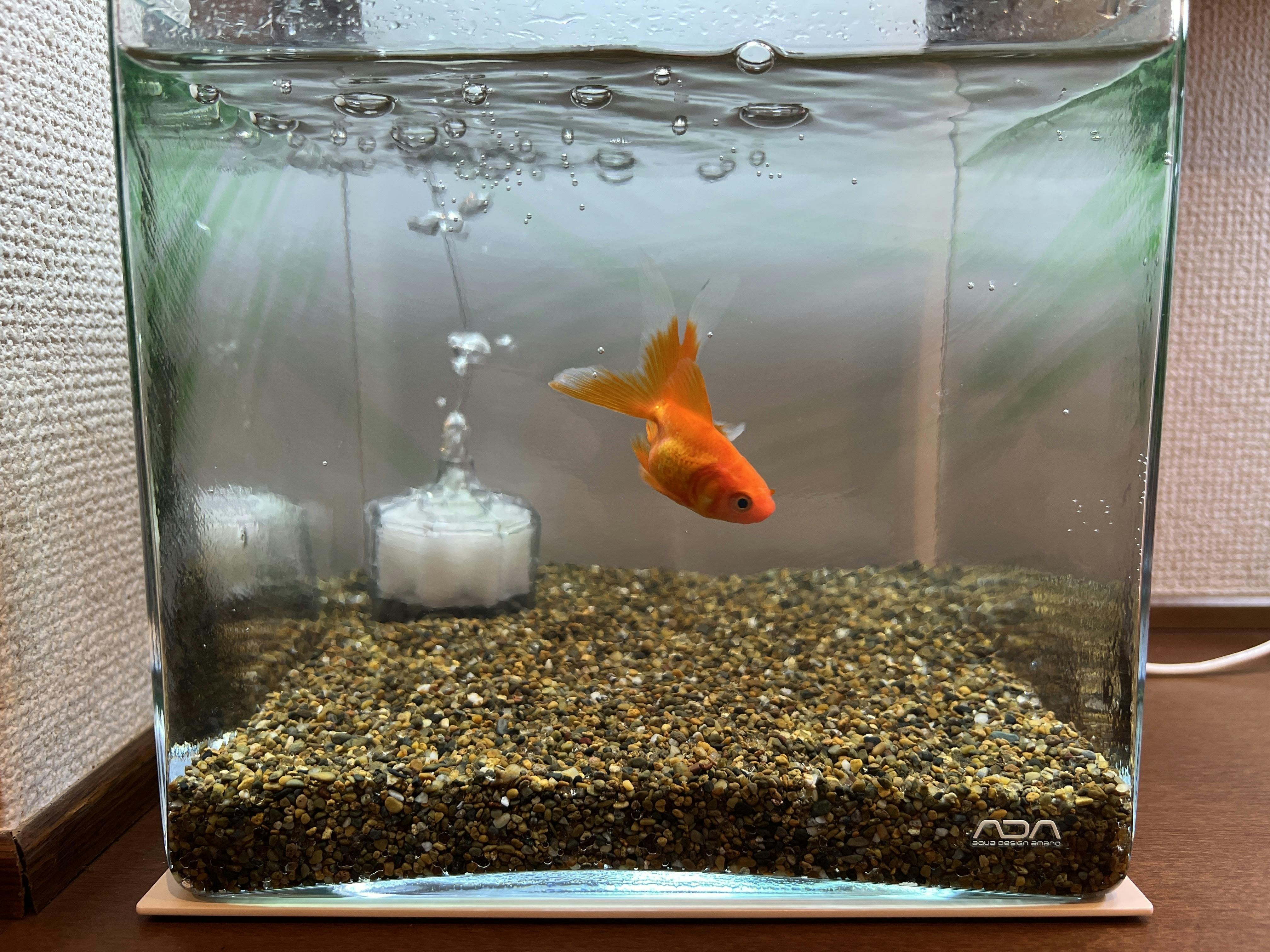 Cafe Grassの金魚店長が着任いたしました Campfire キャンプファイヤー Cafe Grassの金魚店長が着任いたしました Campfire キャンプファイヤー