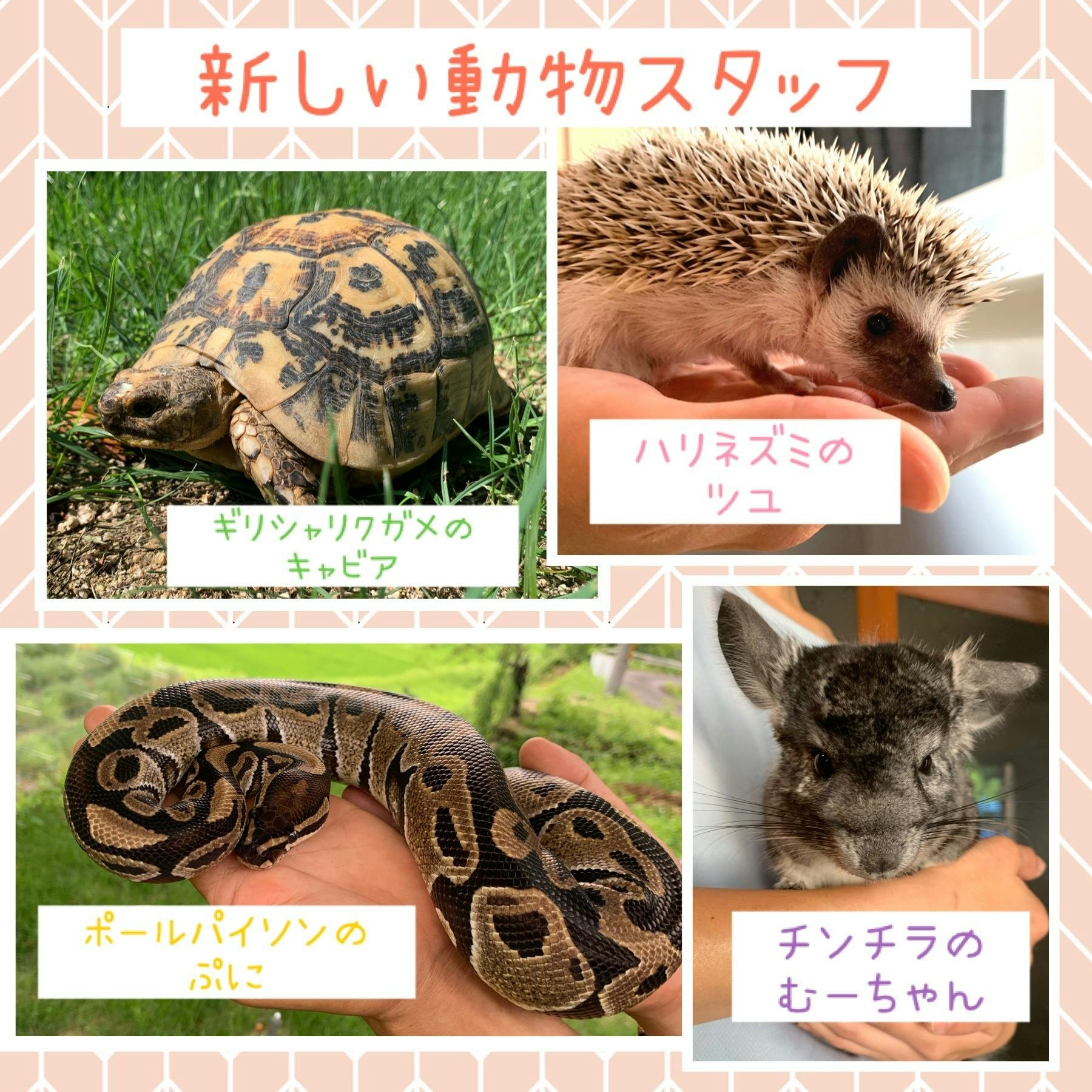 おさんぽハリネズミのおうち - 小動物用品