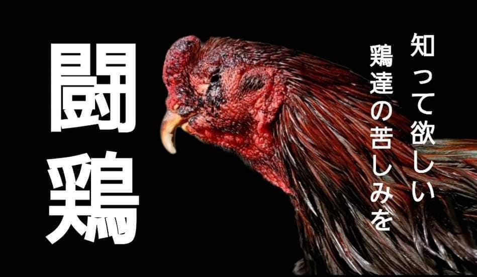 活動報告一覧 - 闇賭博『闘鶏』で傷ついた軍鶏達の生きる場所を