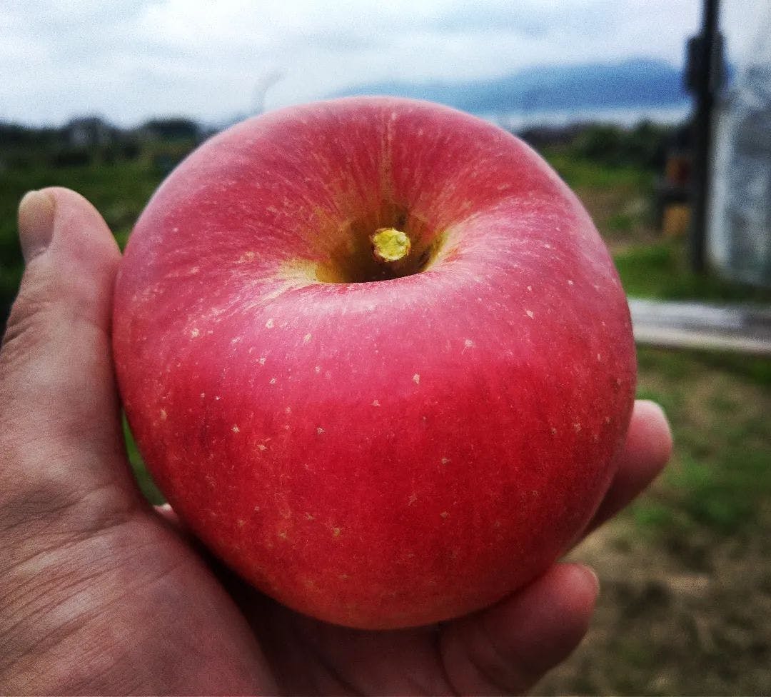りんご畑のいま】初収穫と、トートバッグ発送のお知らせ - CAMPFIRE